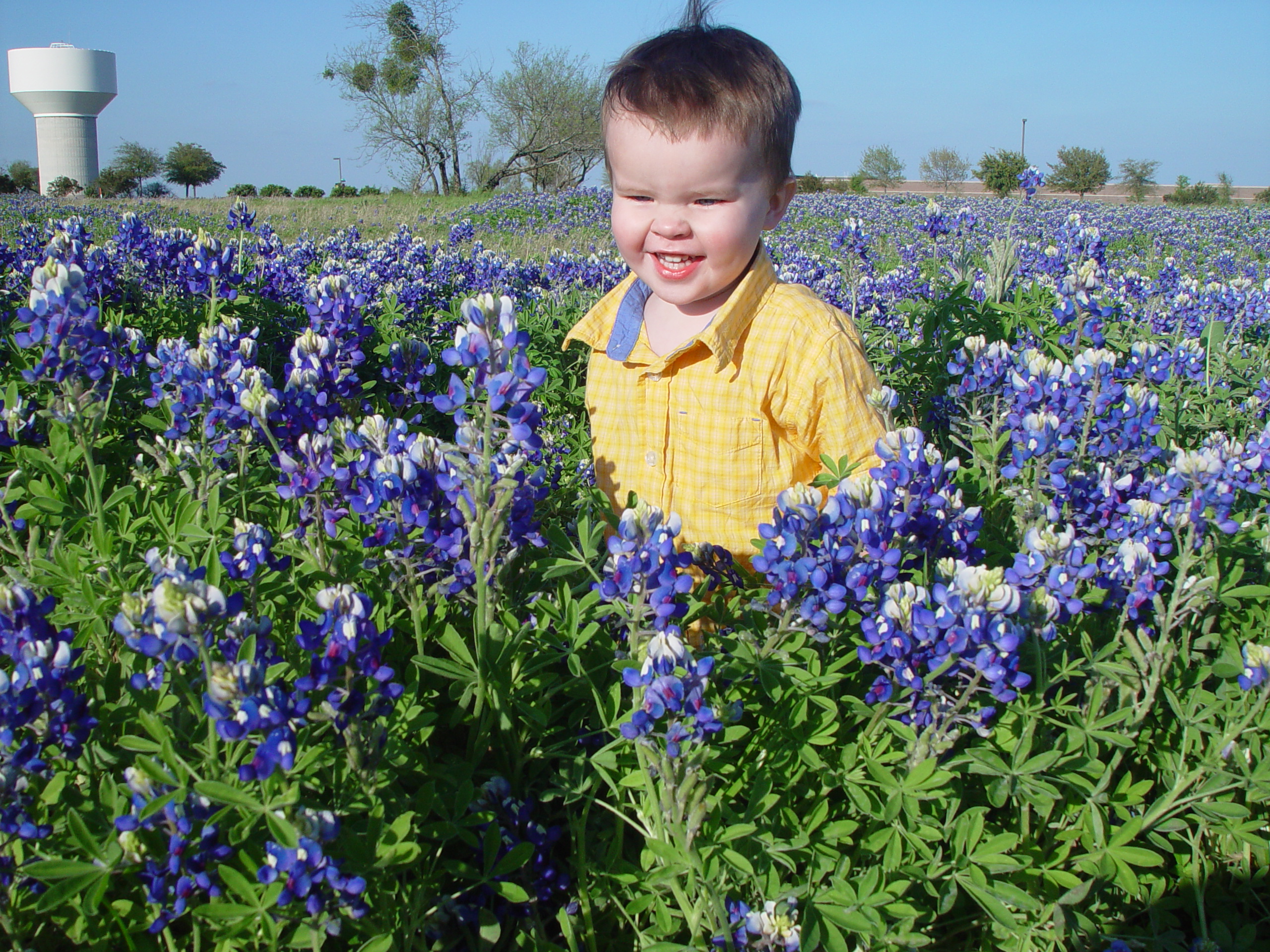 Texas Bluebonnets, Willow City Loop