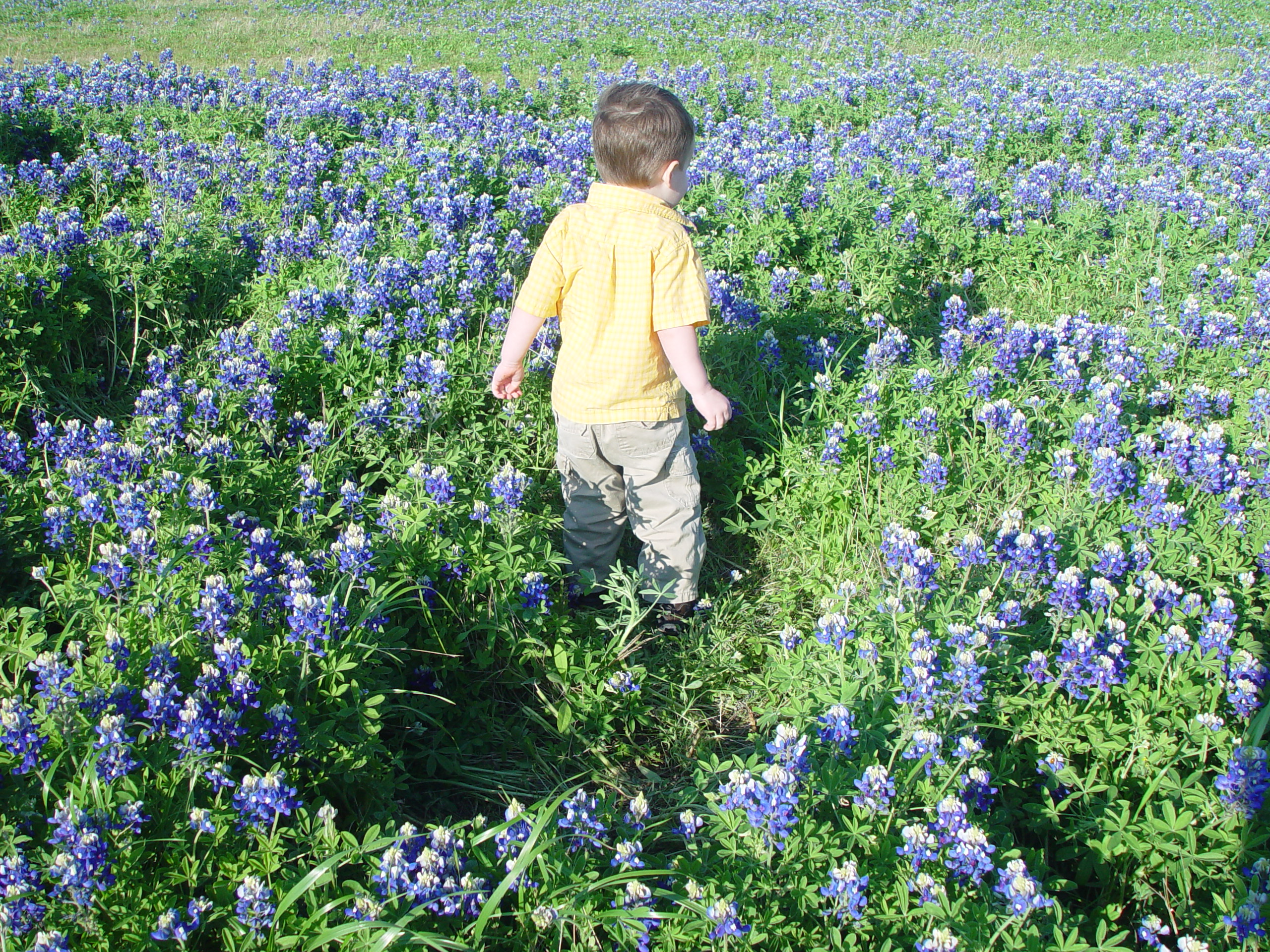 Texas Bluebonnets, Willow City Loop