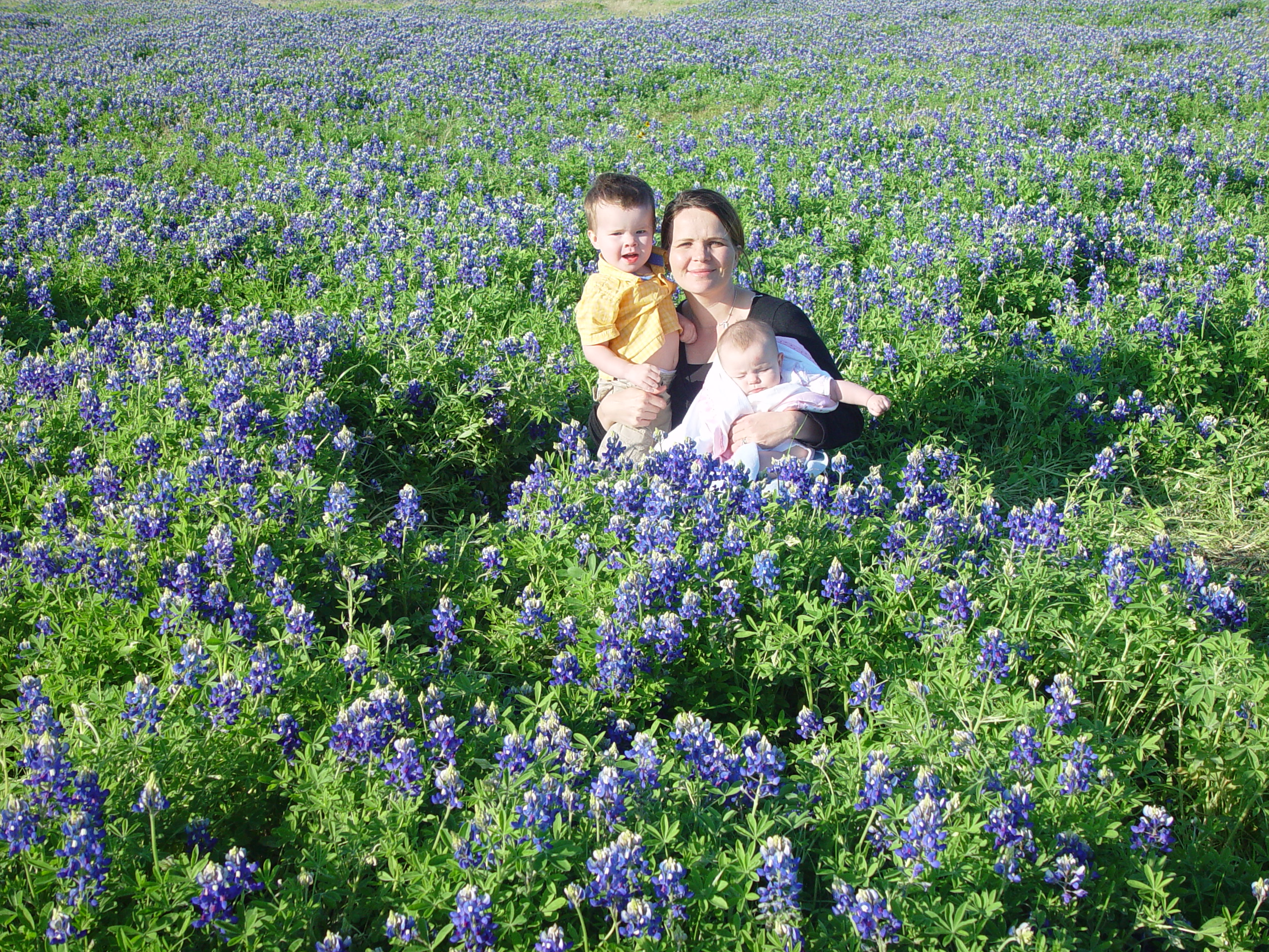 Texas Bluebonnets, Willow City Loop