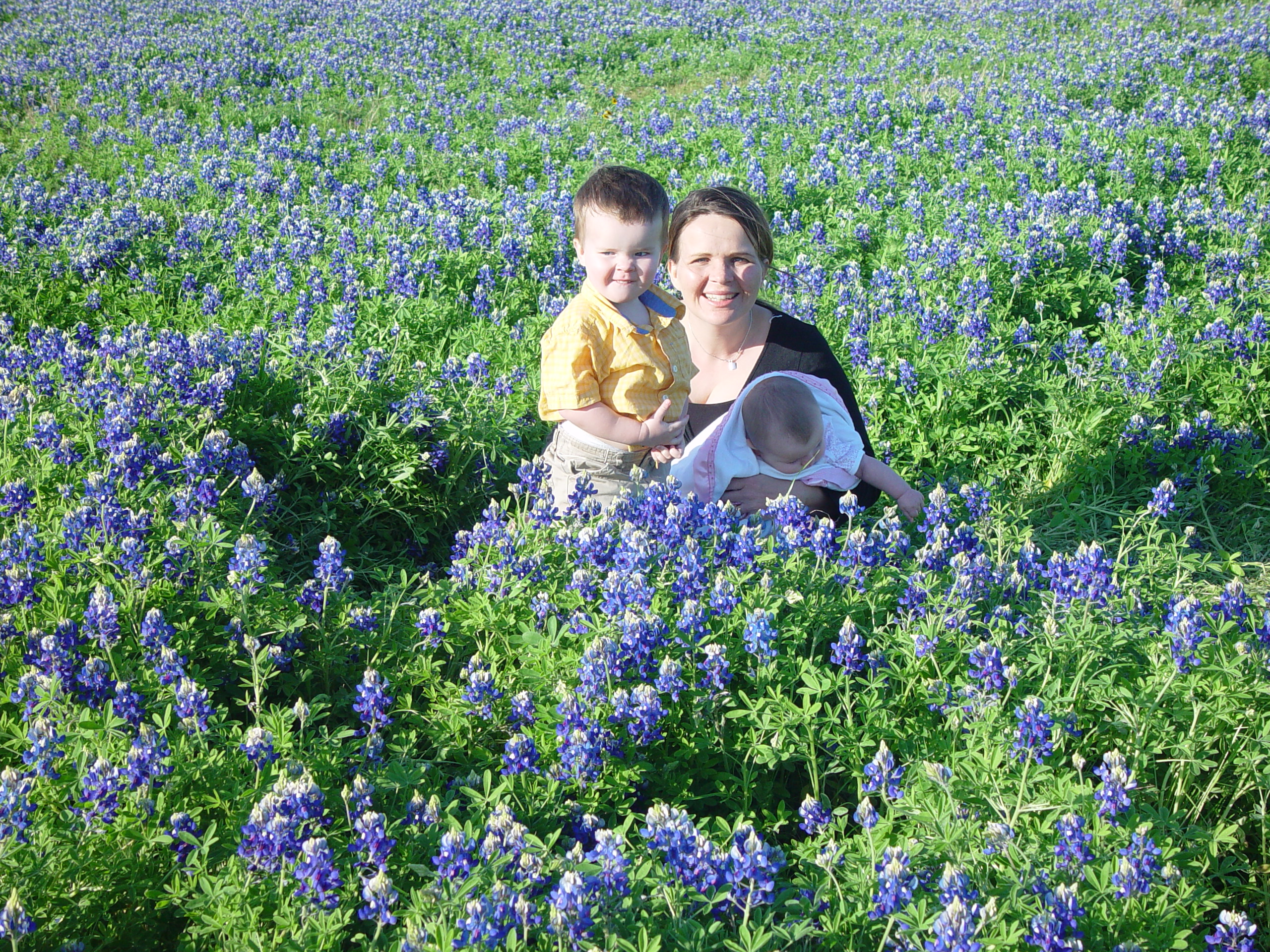 Texas Bluebonnets, Willow City Loop