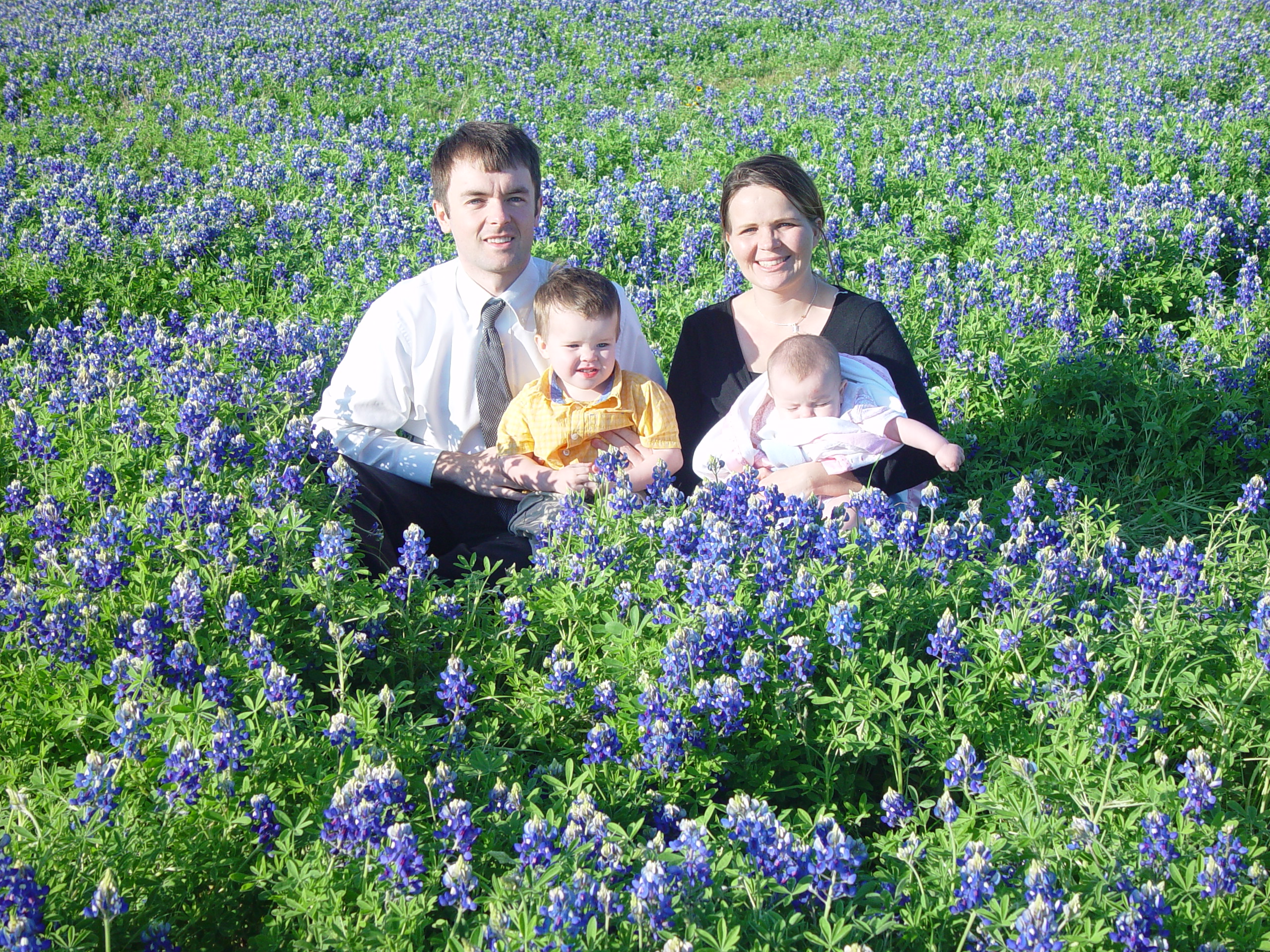 Texas Bluebonnets, Willow City Loop