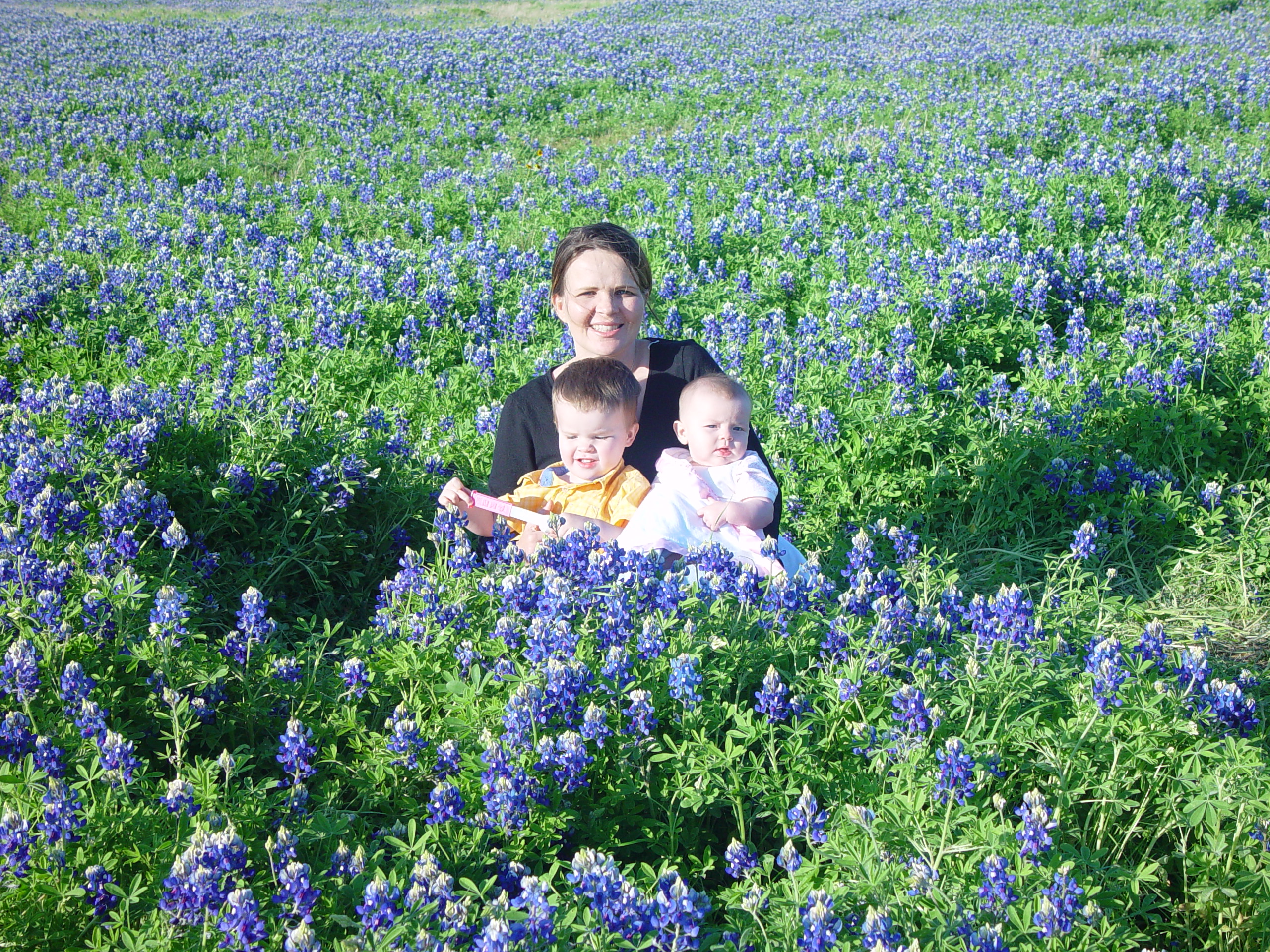 Texas Bluebonnets, Willow City Loop