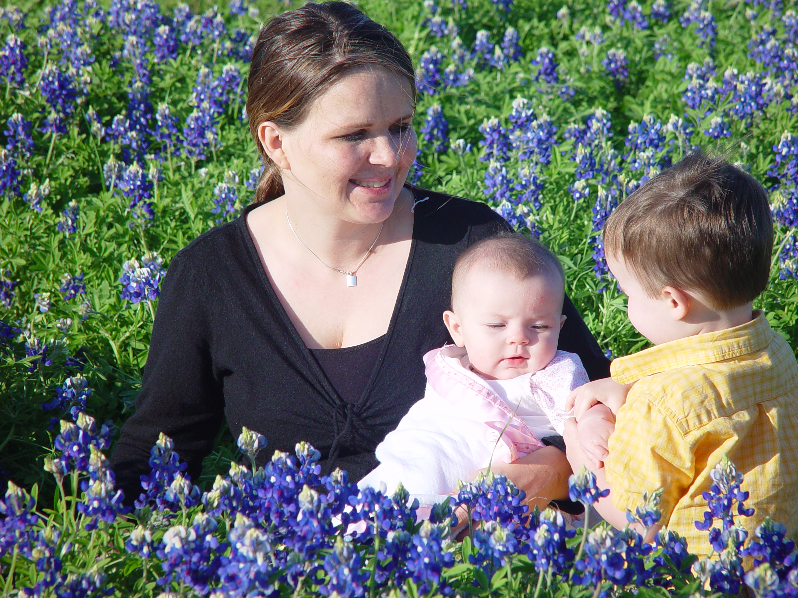 Texas Bluebonnets, Willow City Loop