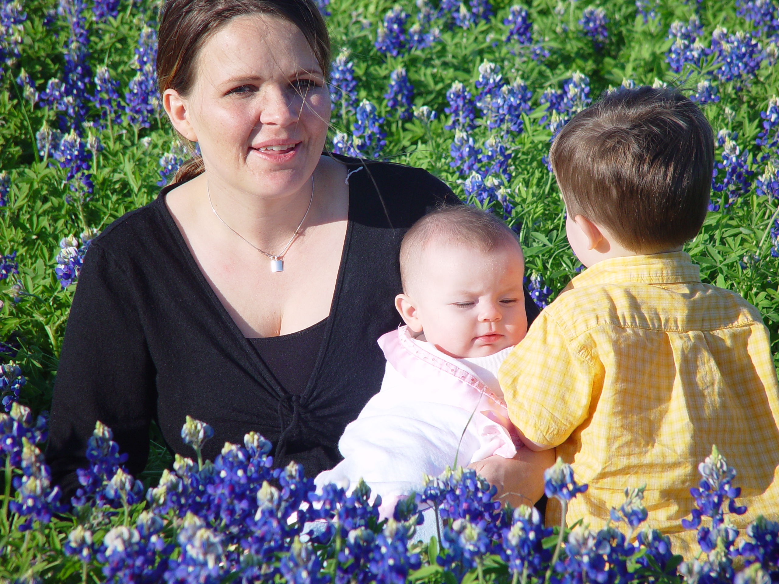 Texas Bluebonnets, Willow City Loop