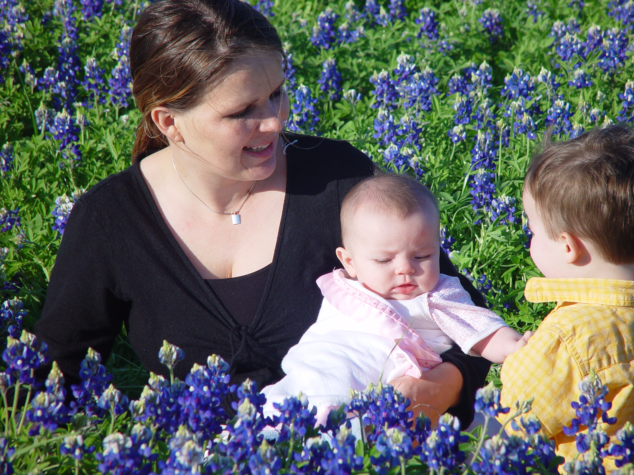 Texas Bluebonnets, Willow City Loop