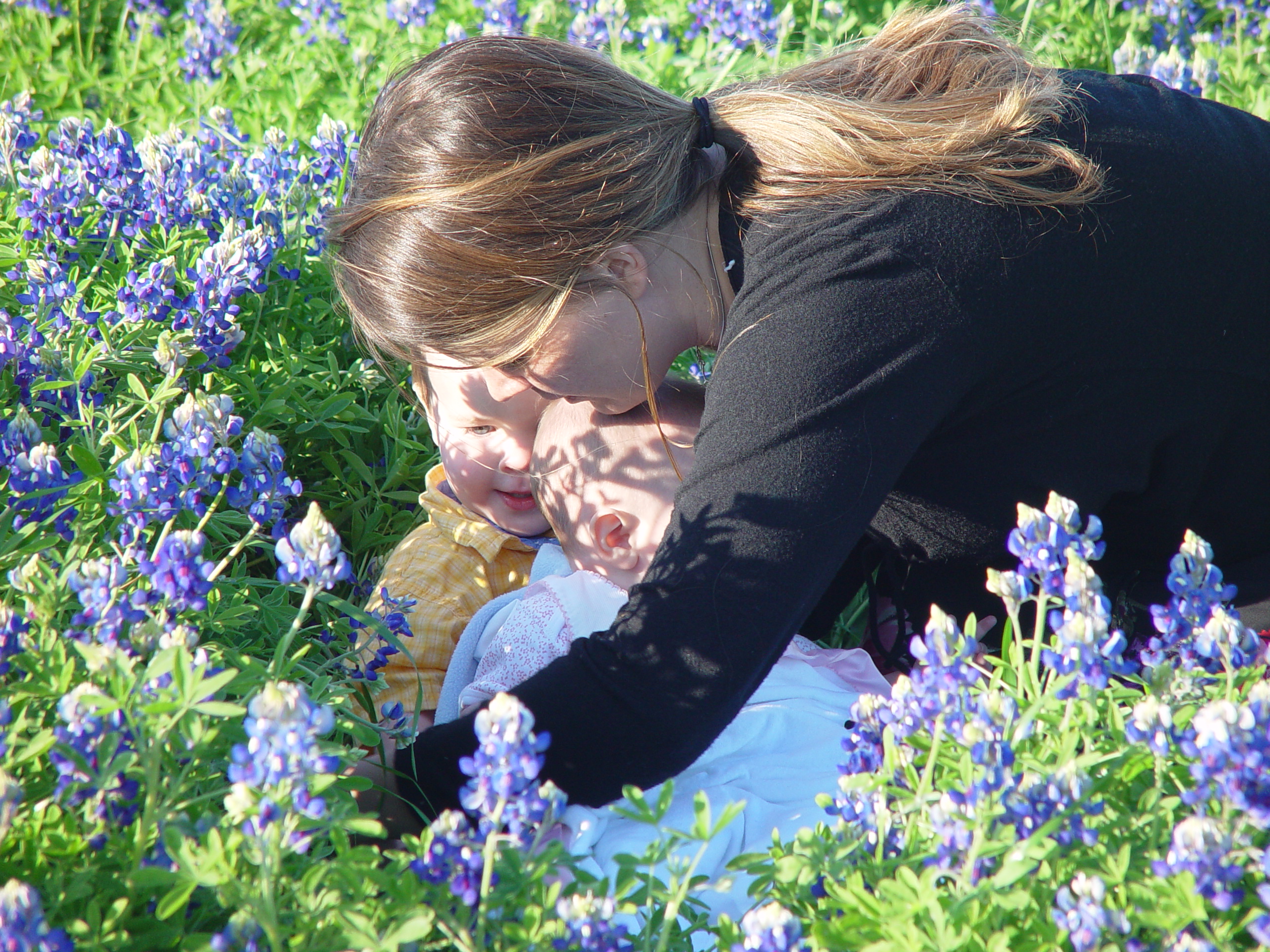 Texas Bluebonnets, Willow City Loop