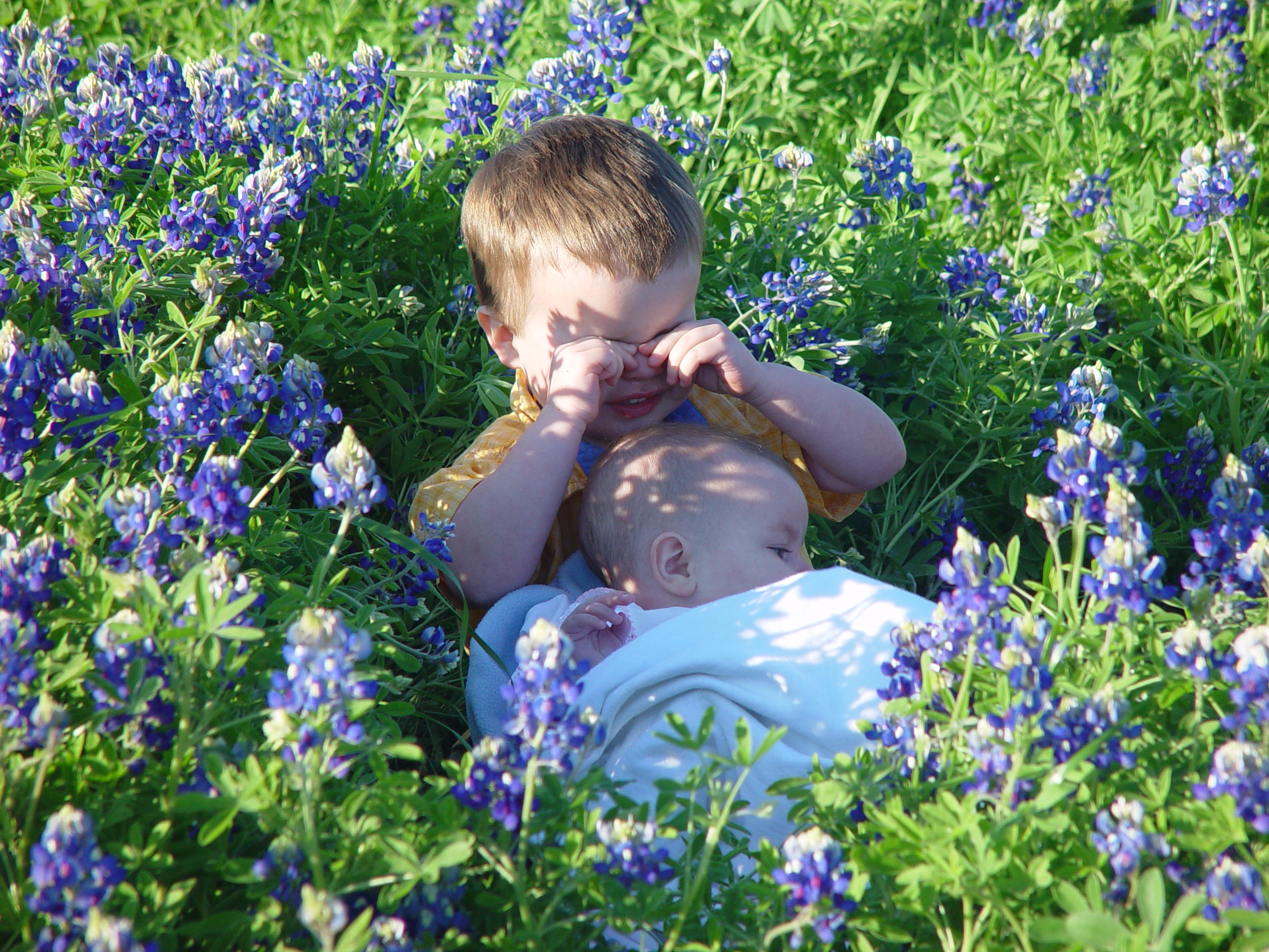 Texas Bluebonnets, Willow City Loop