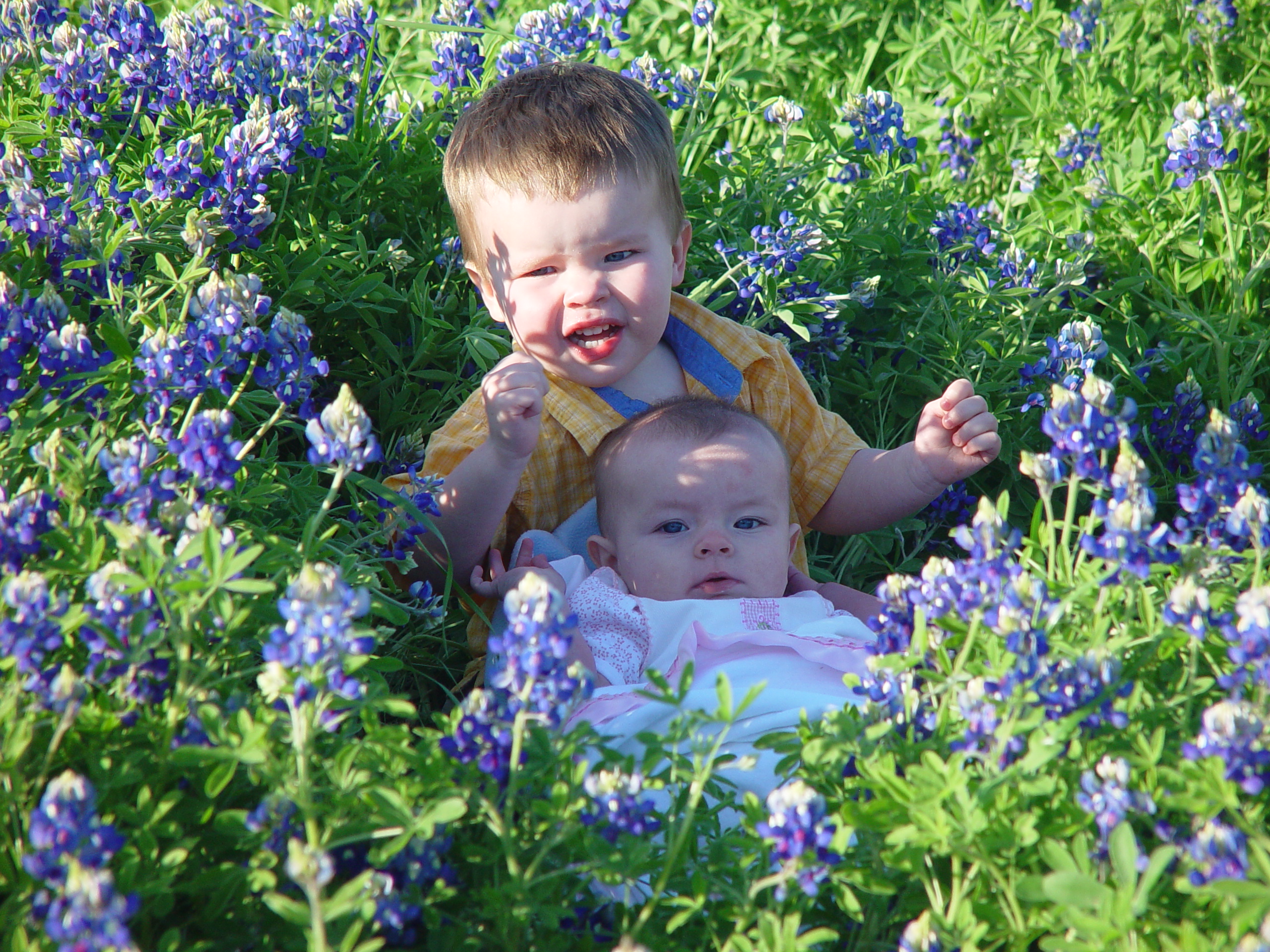 Texas Bluebonnets, Willow City Loop