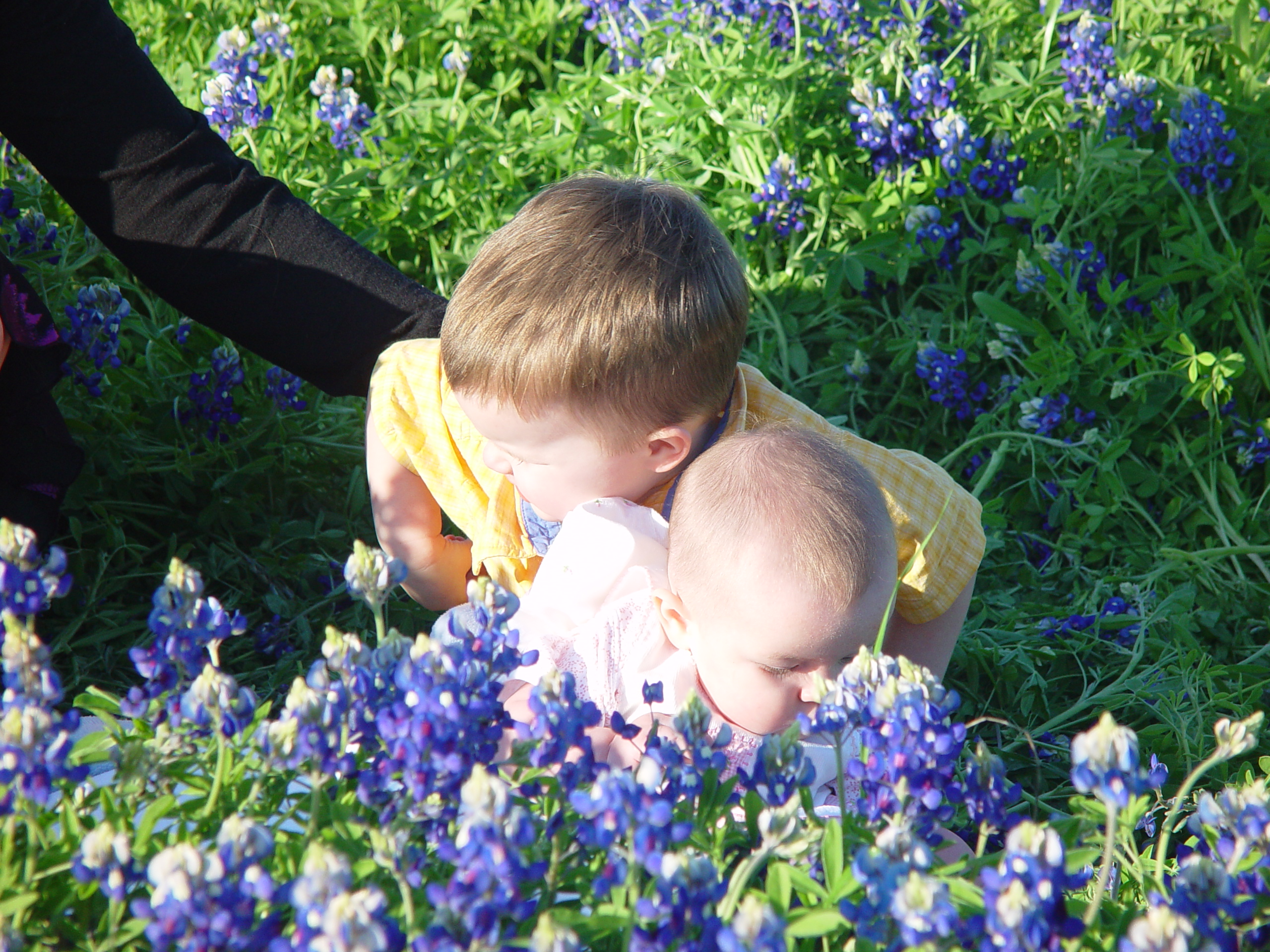 Texas Bluebonnets, Willow City Loop