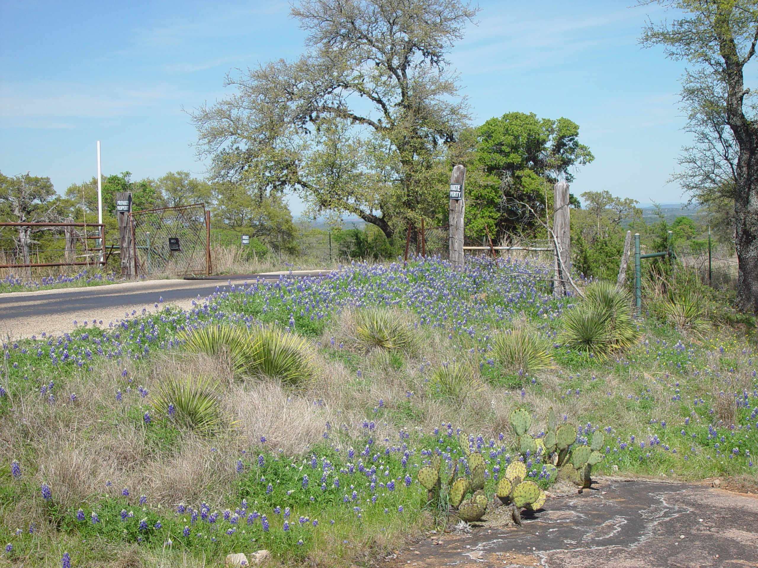 Texas Bluebonnets, Willow City Loop