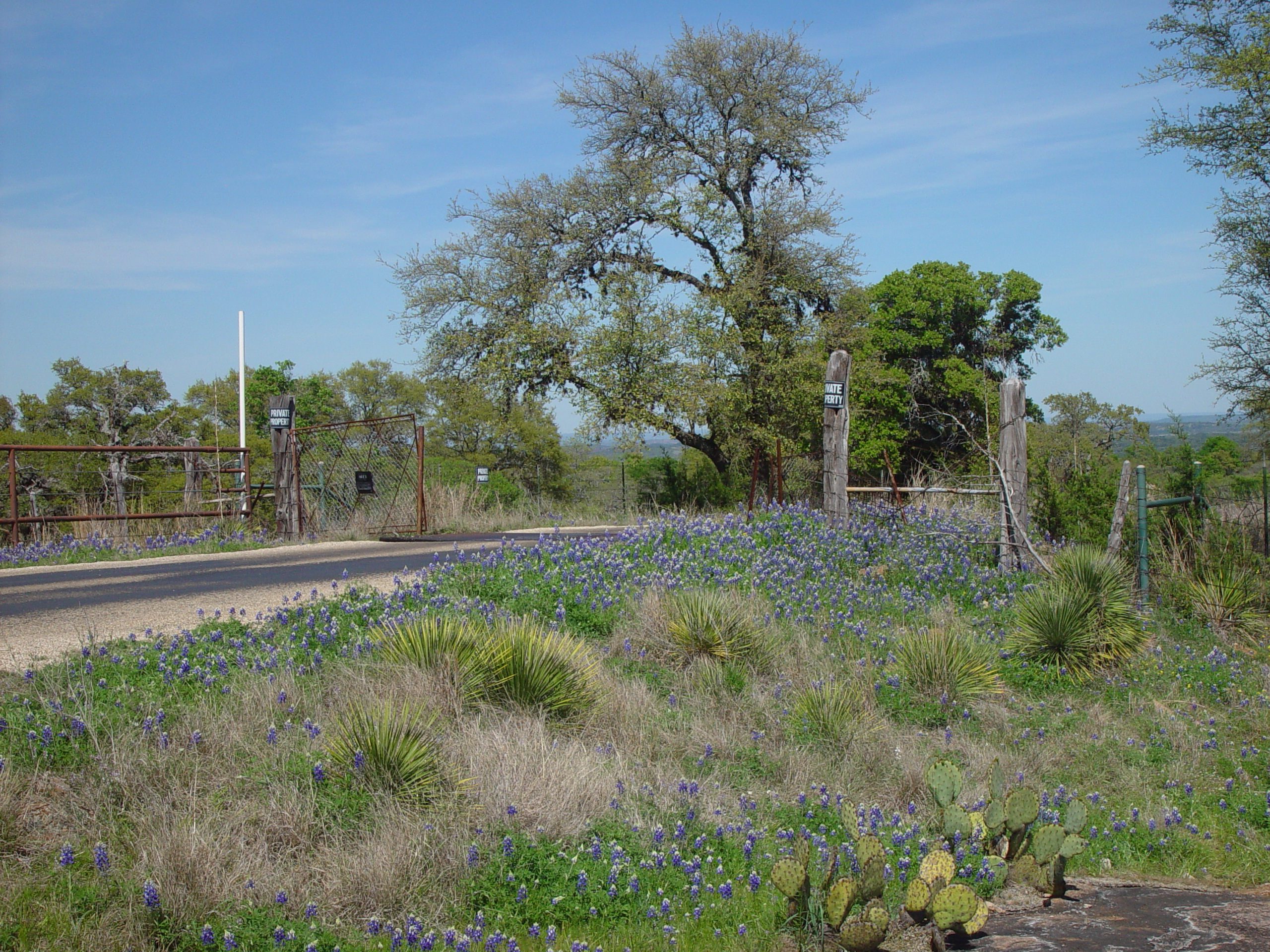 Texas Bluebonnets, Willow City Loop