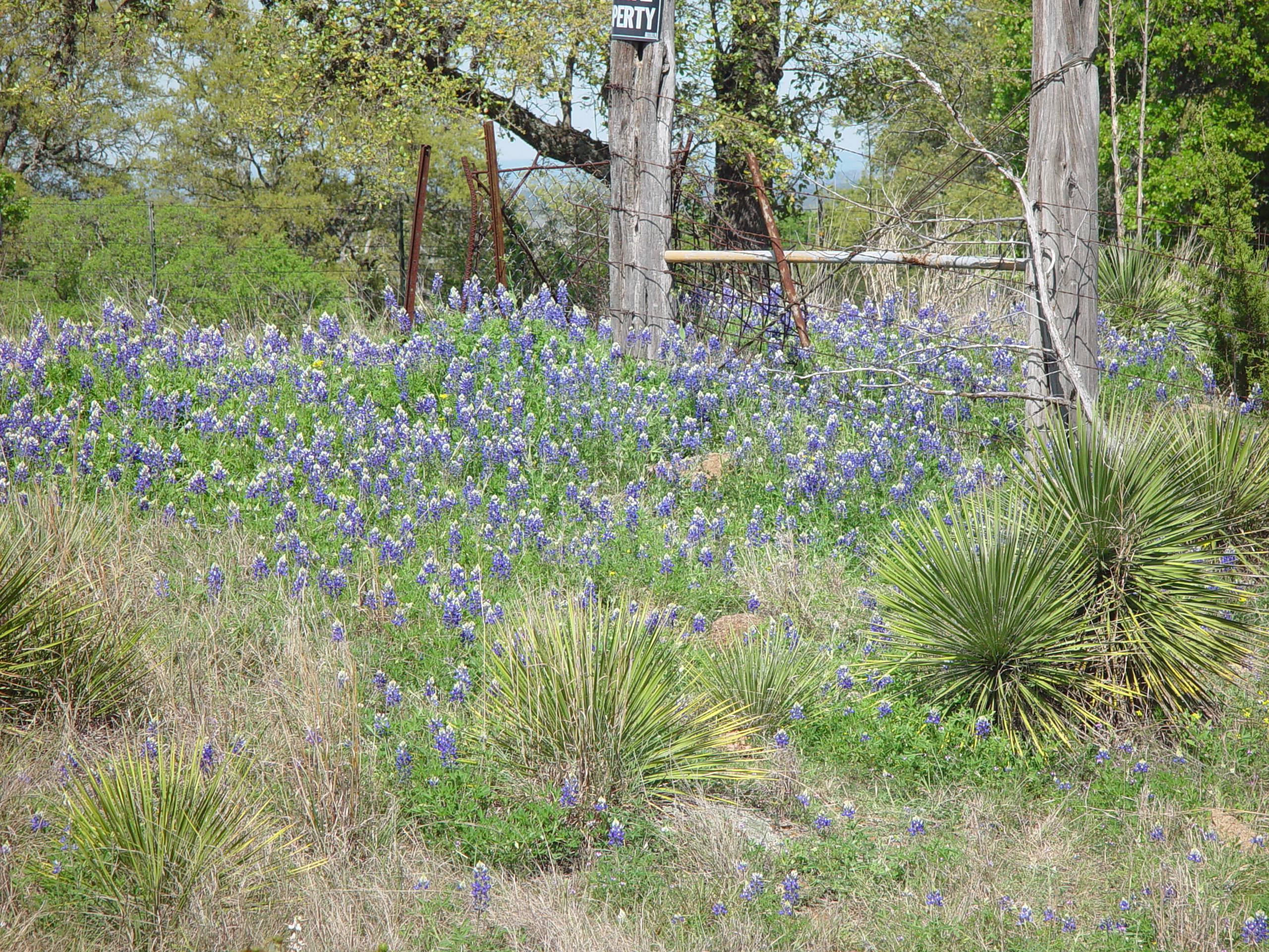 Texas Bluebonnets, Willow City Loop