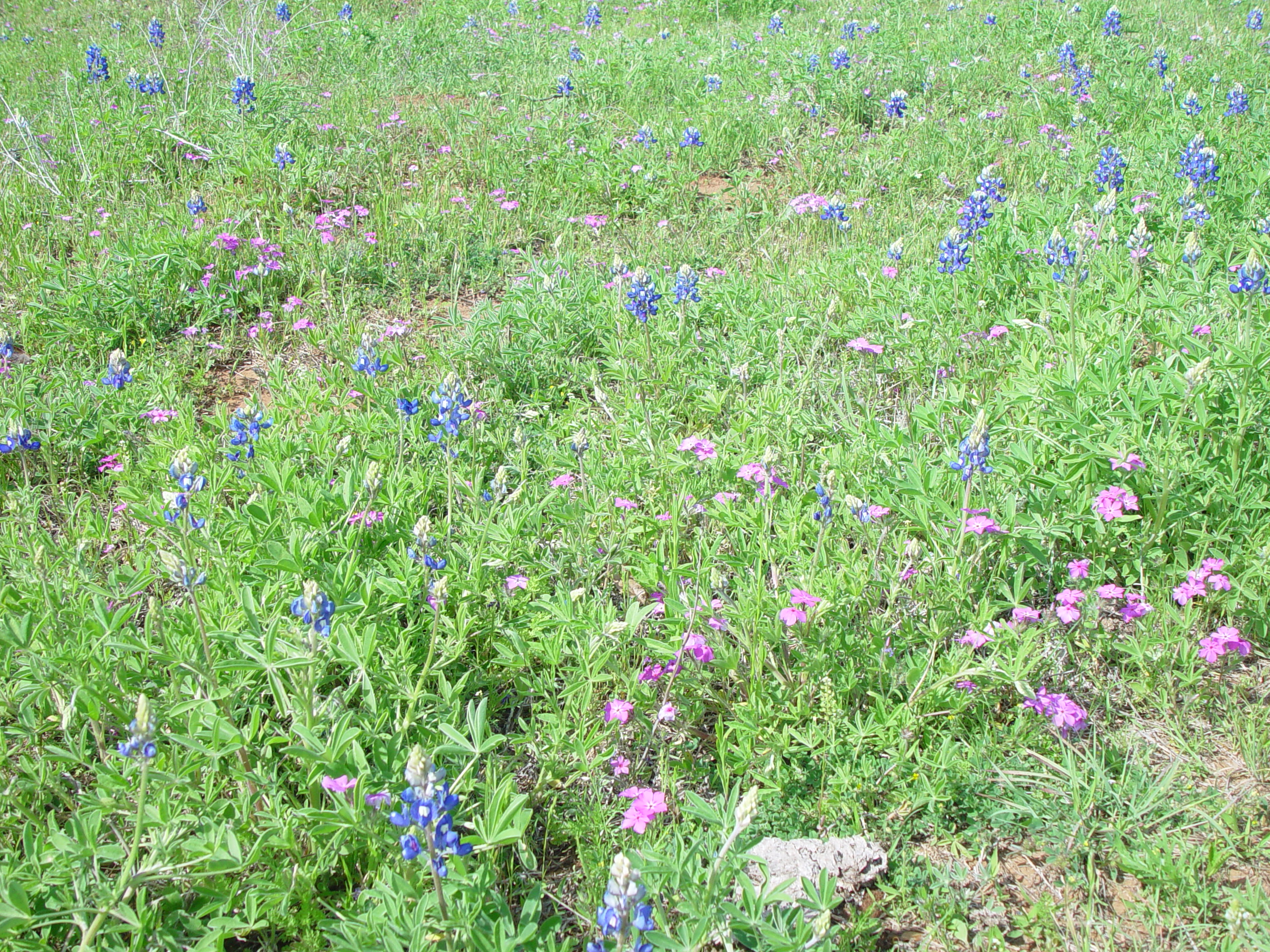 Texas Bluebonnets, Willow City Loop