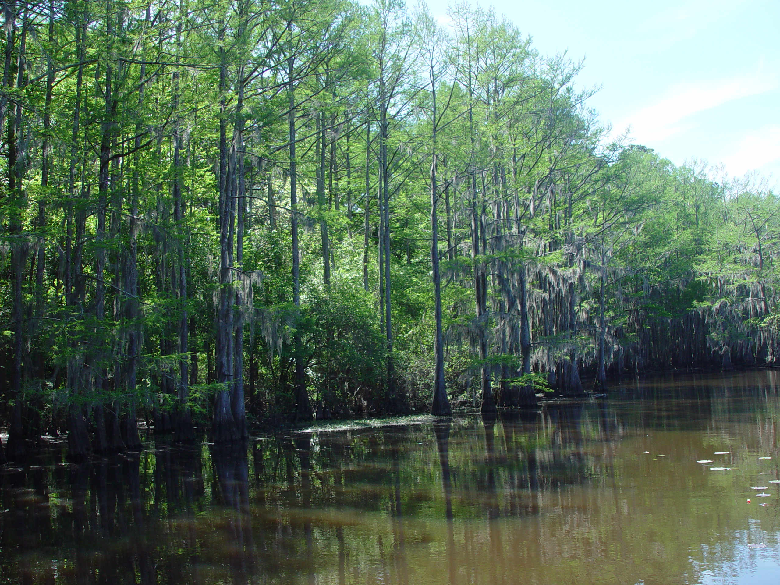 Tri-State Trip - Uncertain, TX, Caddo Lake State Park, Jefferson, TX