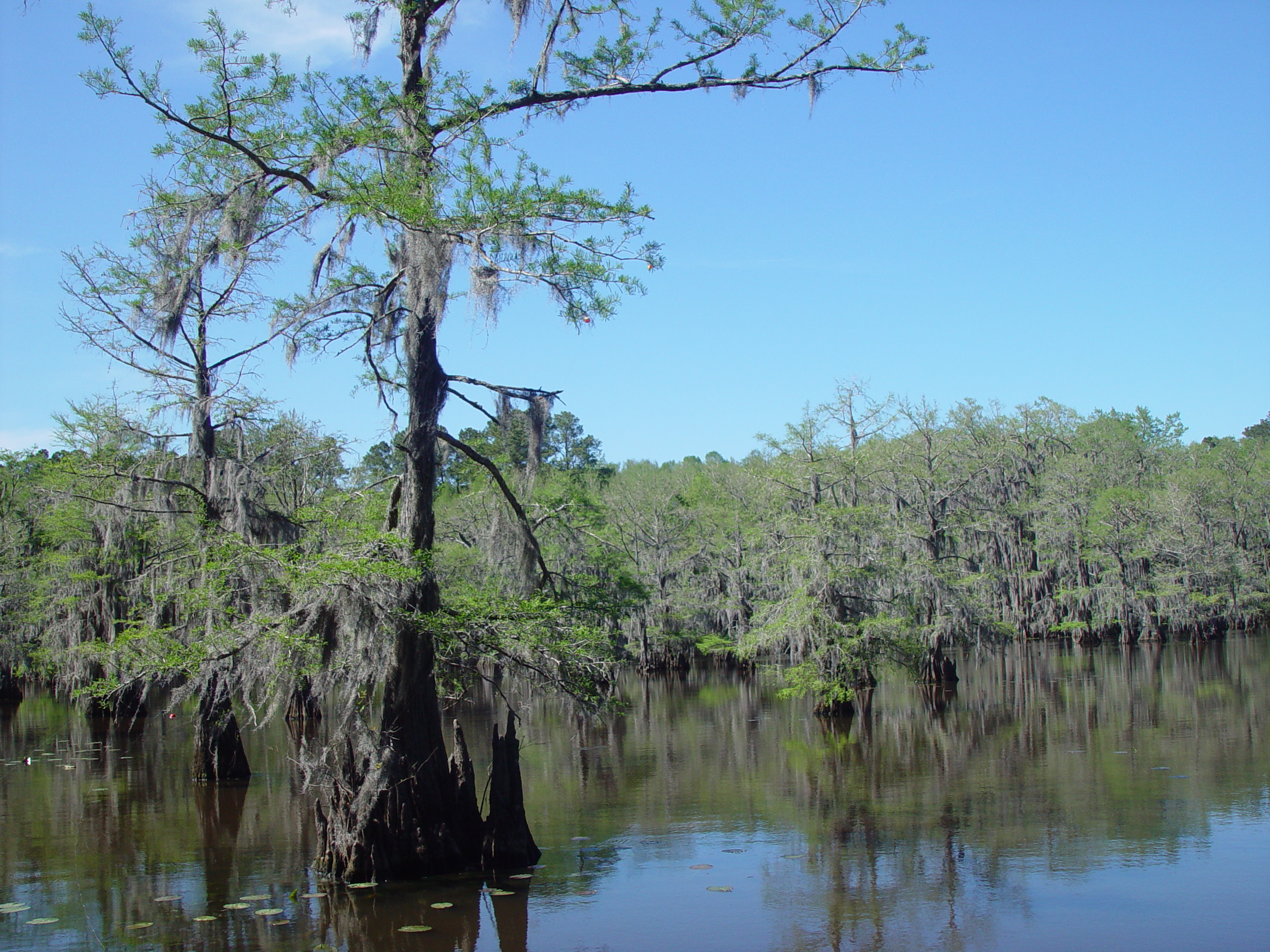 Tri-State Trip - Uncertain, TX, Caddo Lake State Park, Jefferson, TX