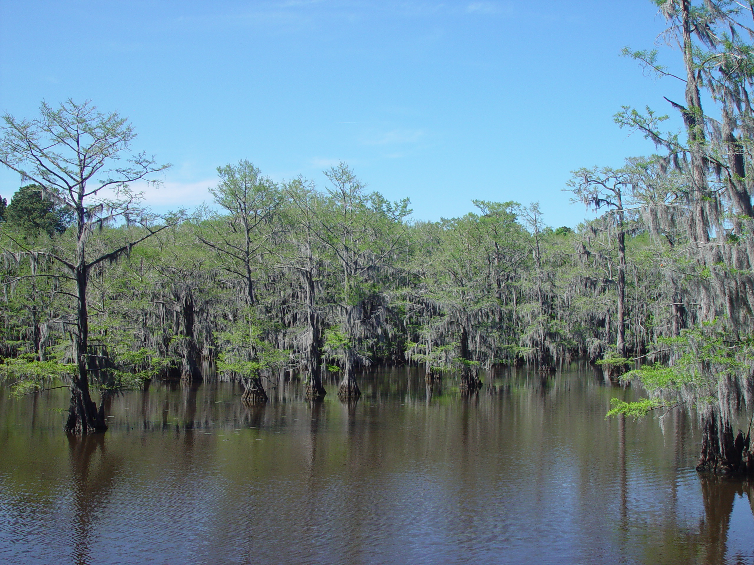 Tri-State Trip - Uncertain, TX, Caddo Lake State Park, Jefferson, TX