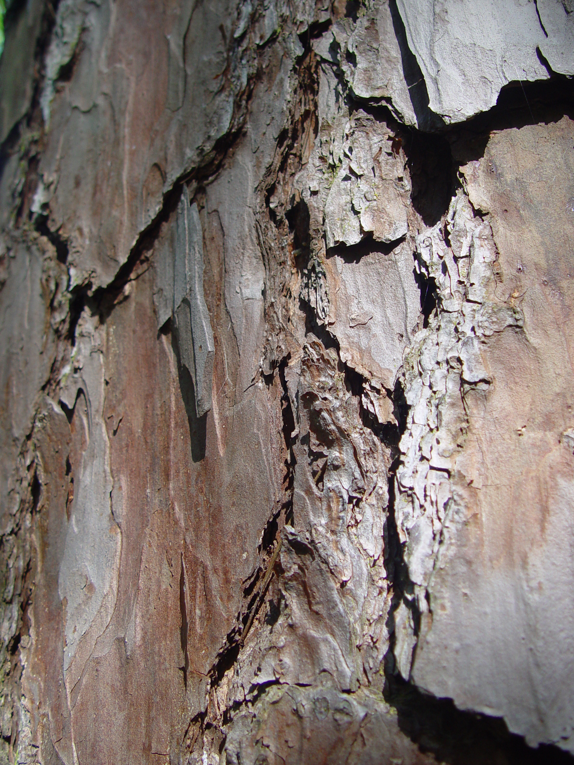 Tri-State Trip - Uncertain, TX, Caddo Lake State Park, Jefferson, TX