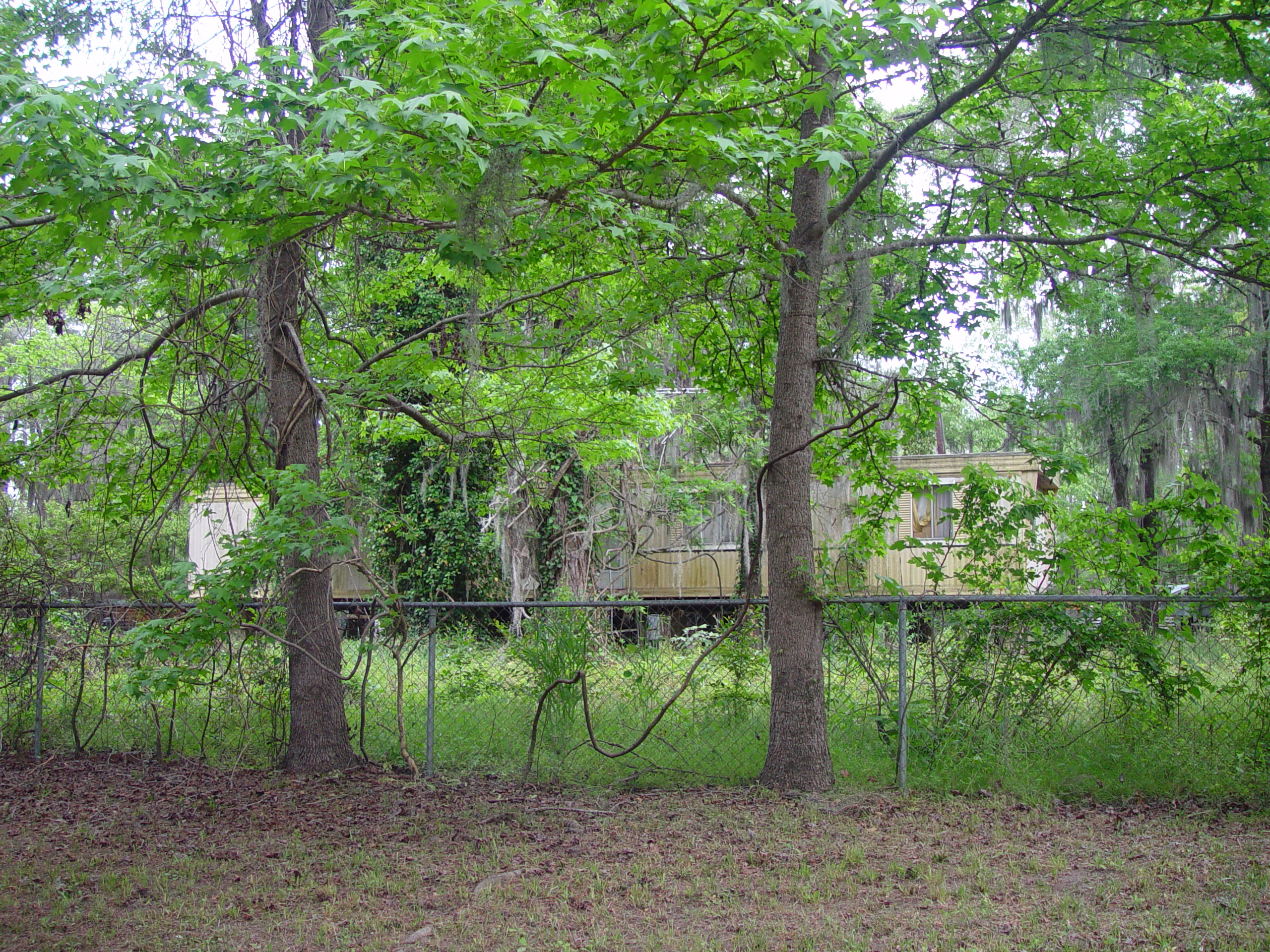 Tri-State Trip - Uncertain, TX, Caddo Lake State Park, Jefferson, TX