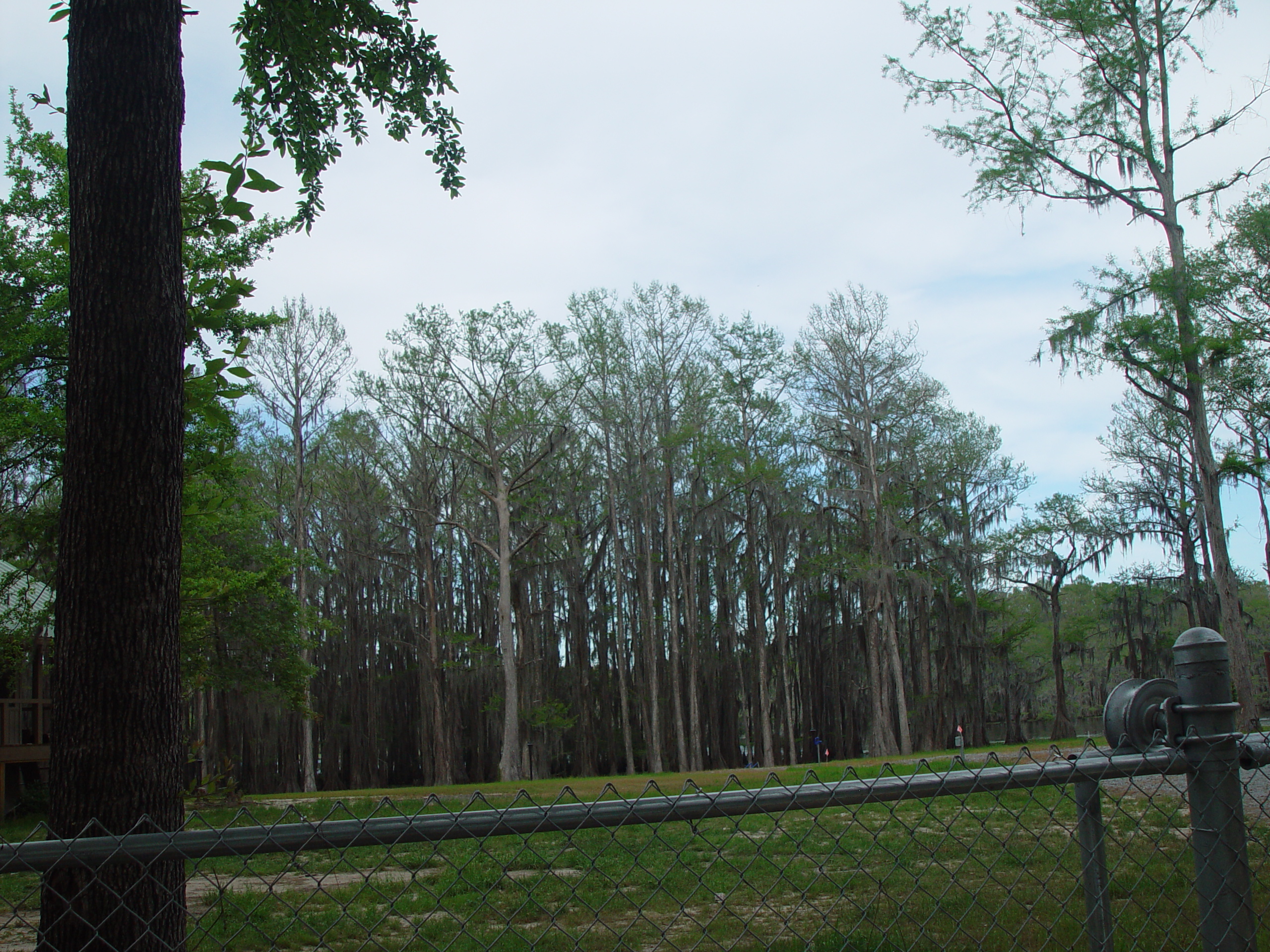 Tri-State Trip - Uncertain, TX, Caddo Lake State Park, Jefferson, TX