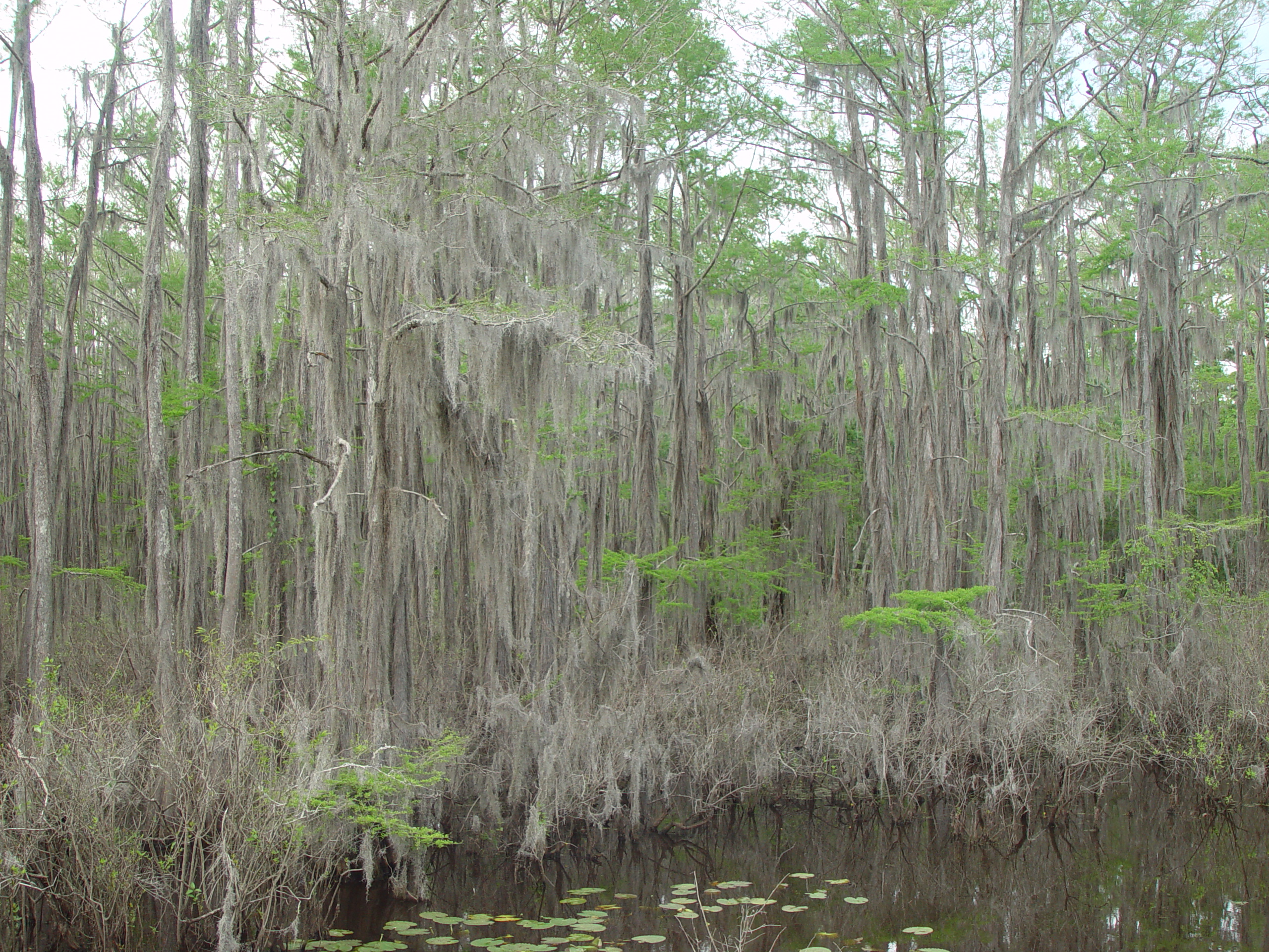 Tri-State Trip - Uncertain, TX, Caddo Lake State Park, Jefferson, TX