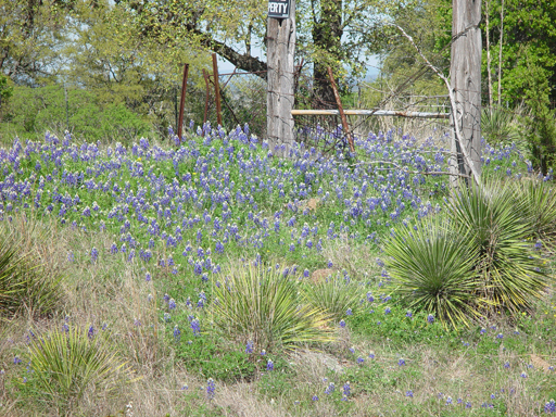 Texas Bluebonnets, Willow City Loop