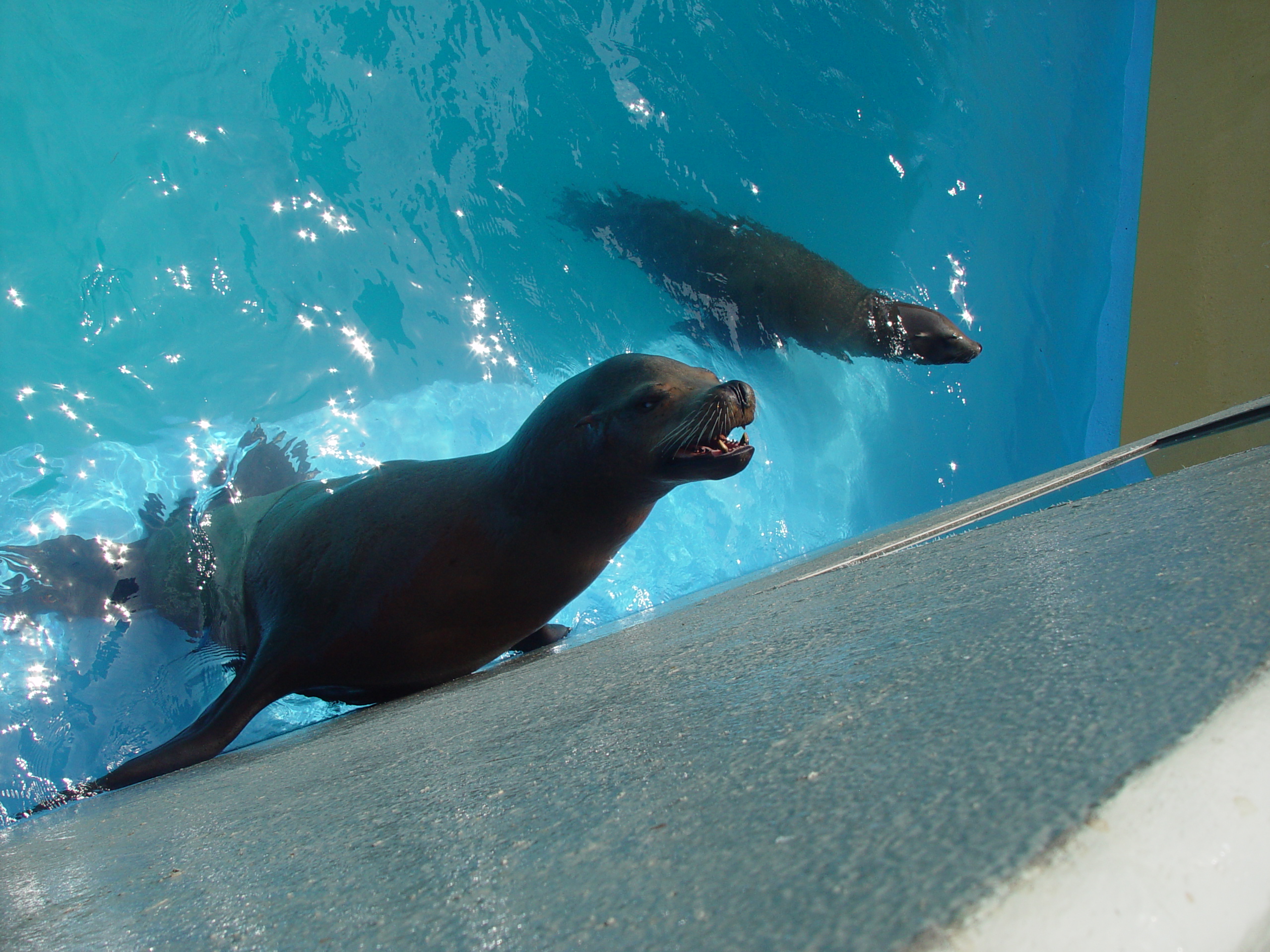 Sea World with Matt & Carrie (San Antonio, TX)