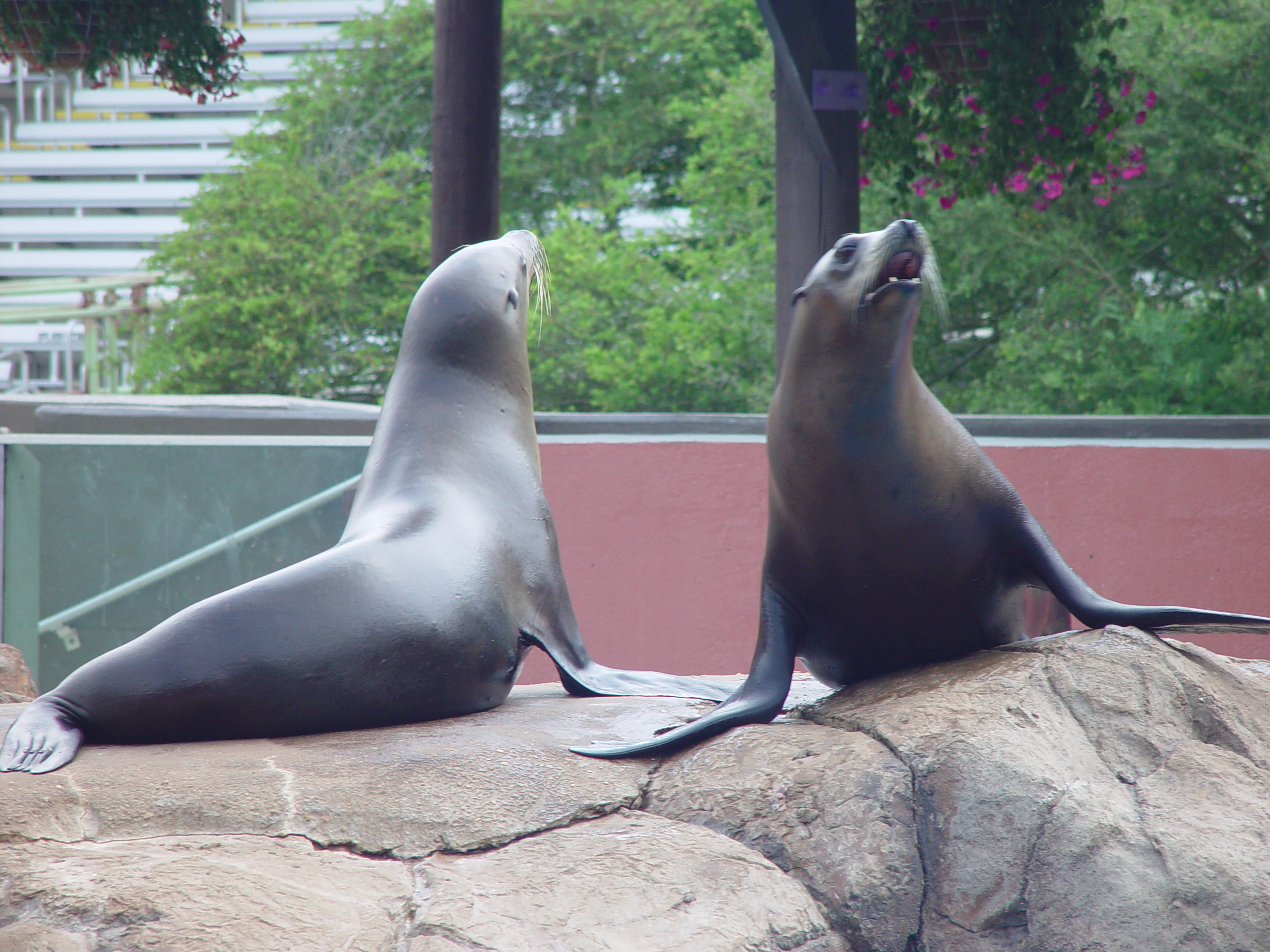 Sea World with Matt & Carrie (San Antonio, TX)