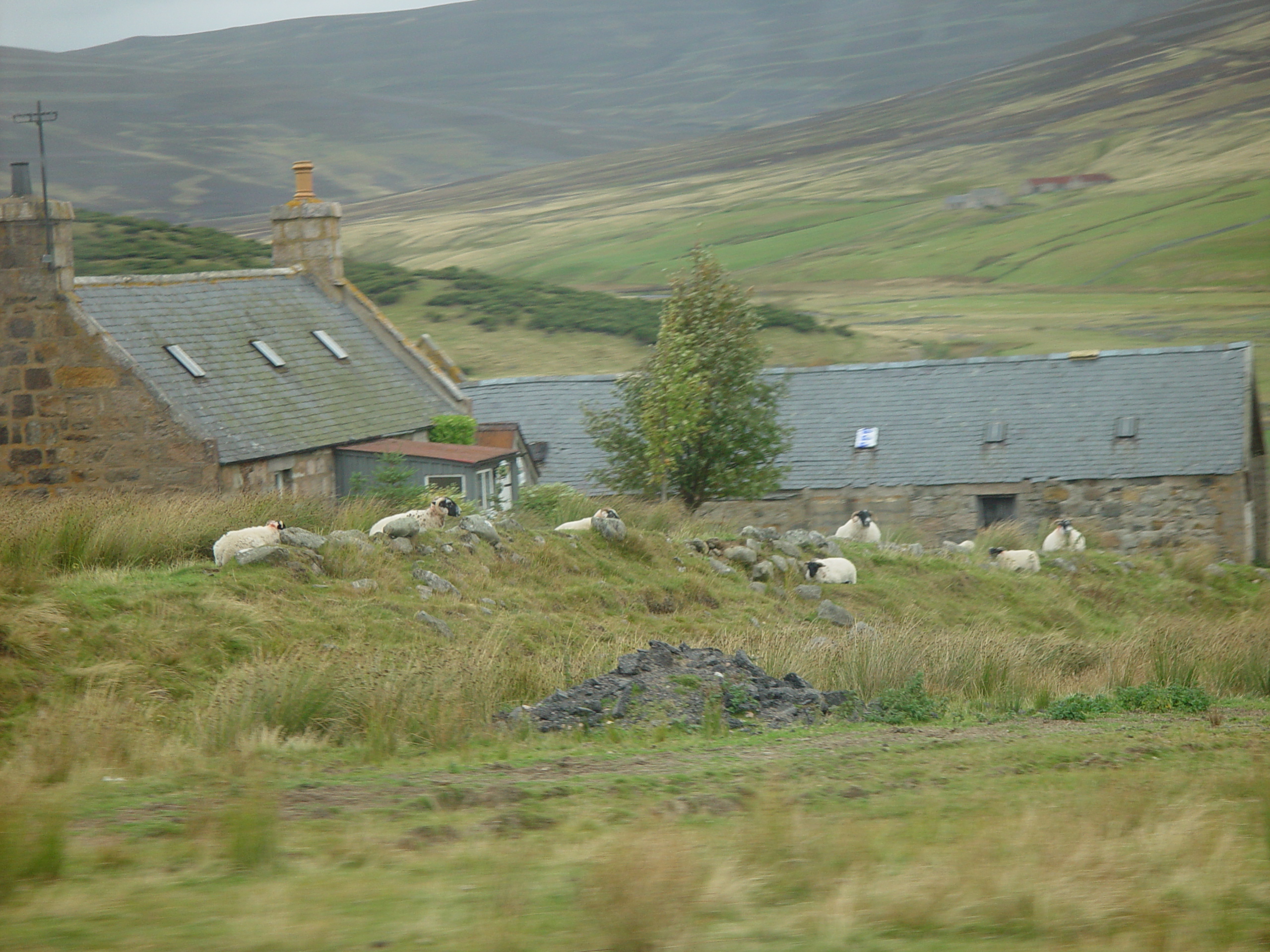 Europe Trip 2005 - Scotland Day 5 (Clunie Lodge (Braemar), Braemar Castle, Glenbuchat Castle, Scottish Highland Cows)