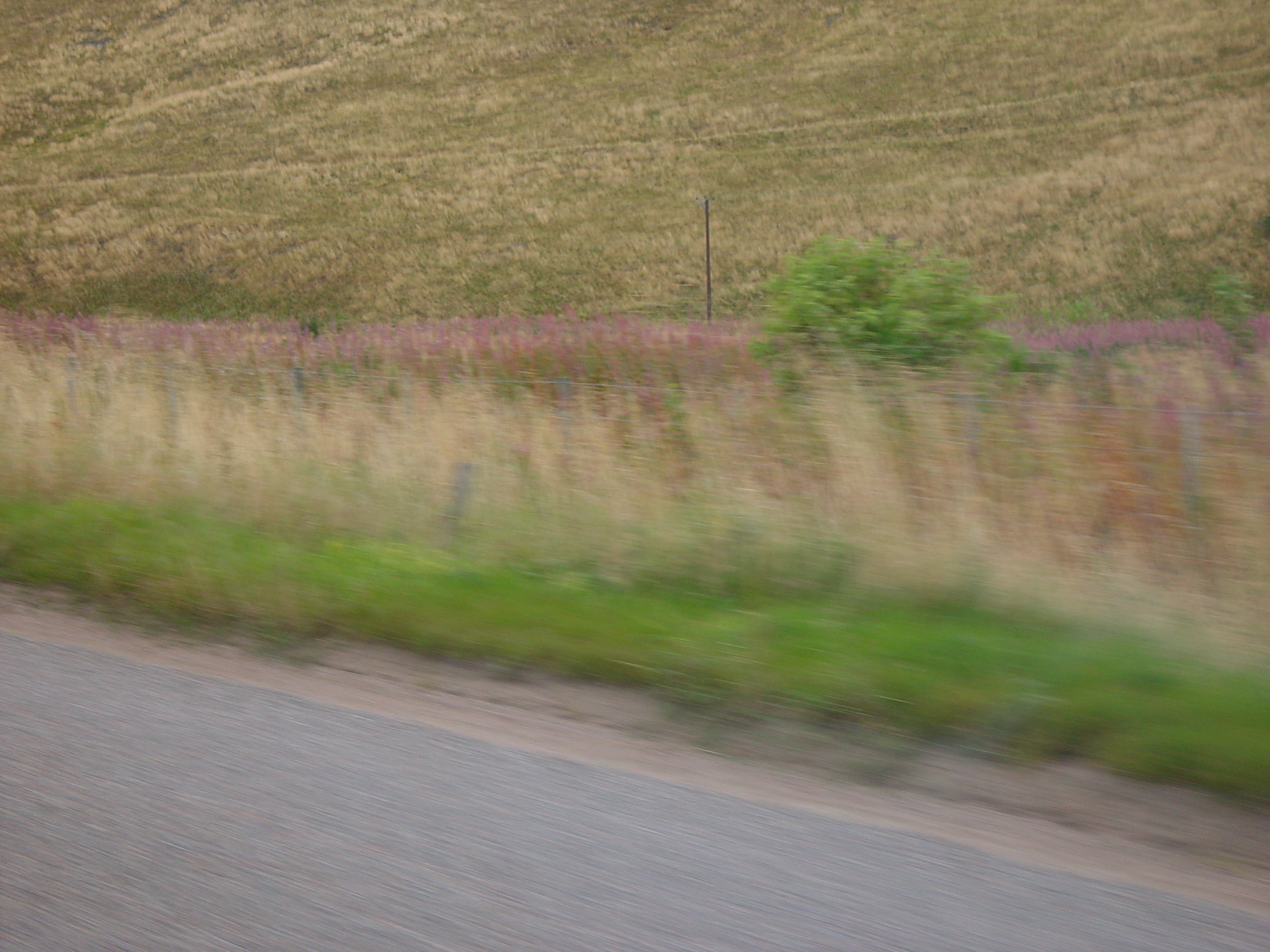 Europe Trip 2005 - Scotland Day 5 (Clunie Lodge (Braemar), Braemar Castle, Glenbuchat Castle, Scottish Highland Cows)