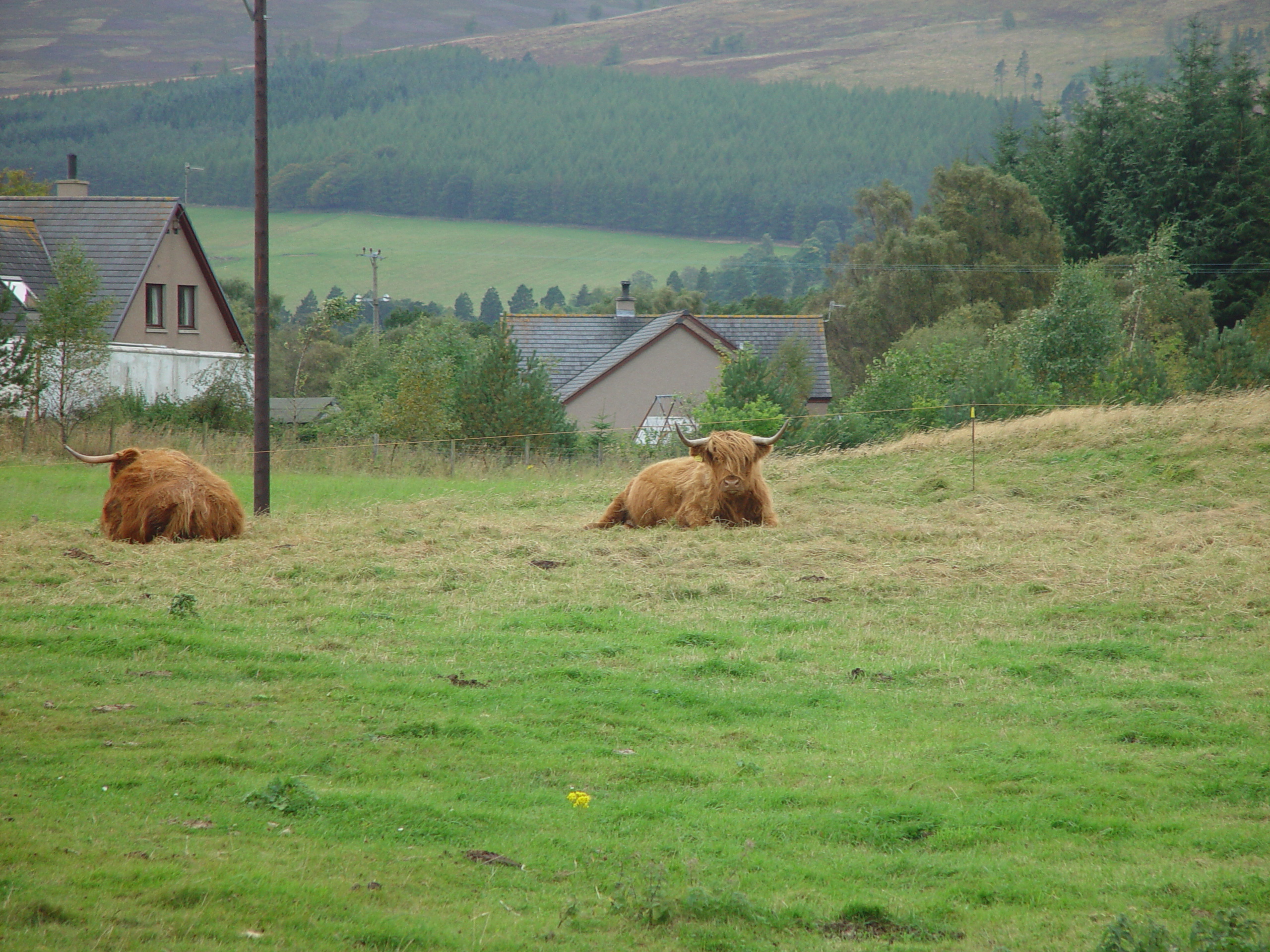 Europe Trip 2005 - Scotland Day 5 (Clunie Lodge (Braemar), Braemar Castle, Glenbuchat Castle, Scottish Highland Cows)