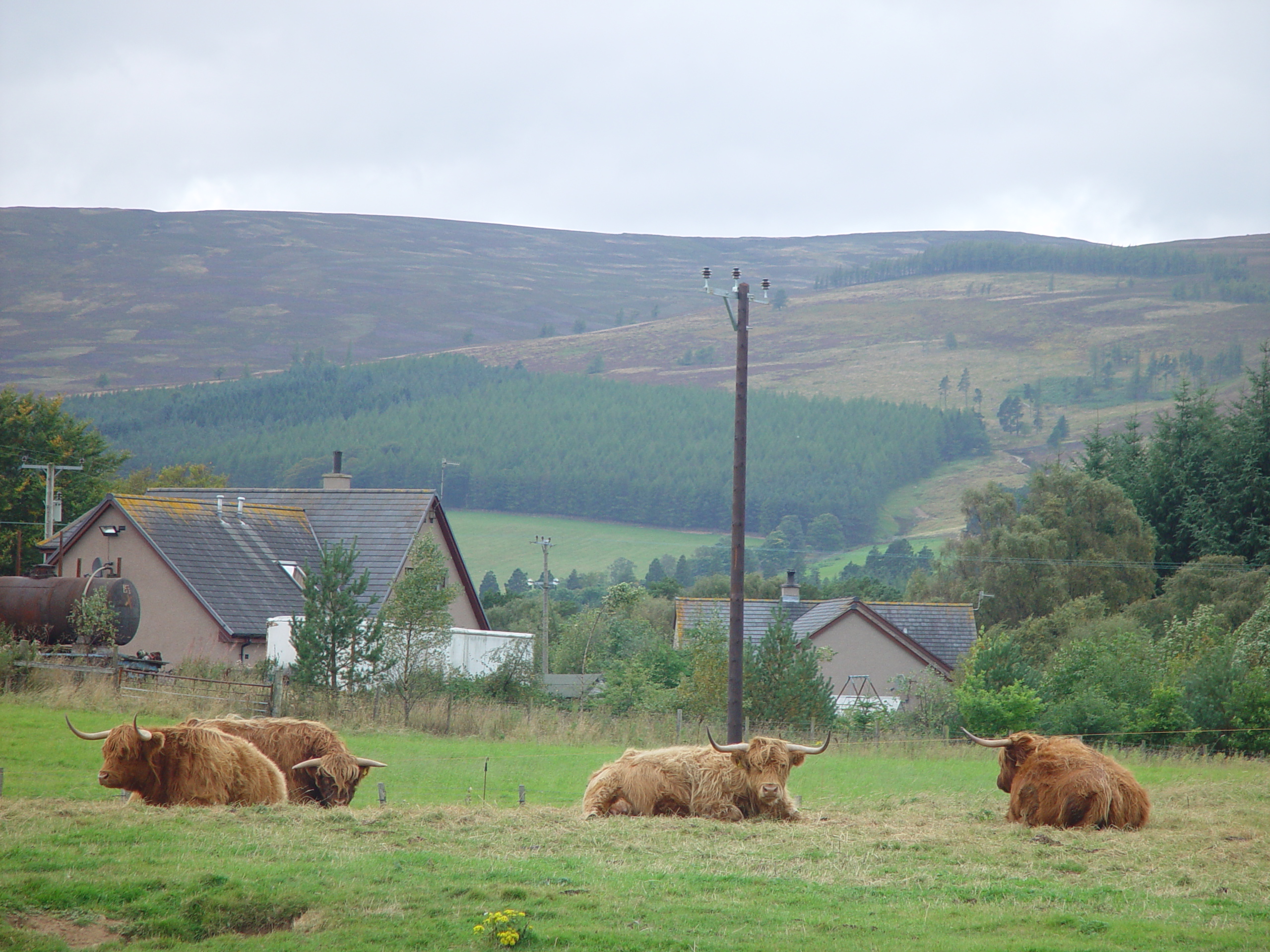 Europe Trip 2005 - Scotland Day 5 (Clunie Lodge (Braemar), Braemar Castle, Glenbuchat Castle, Scottish Highland Cows)