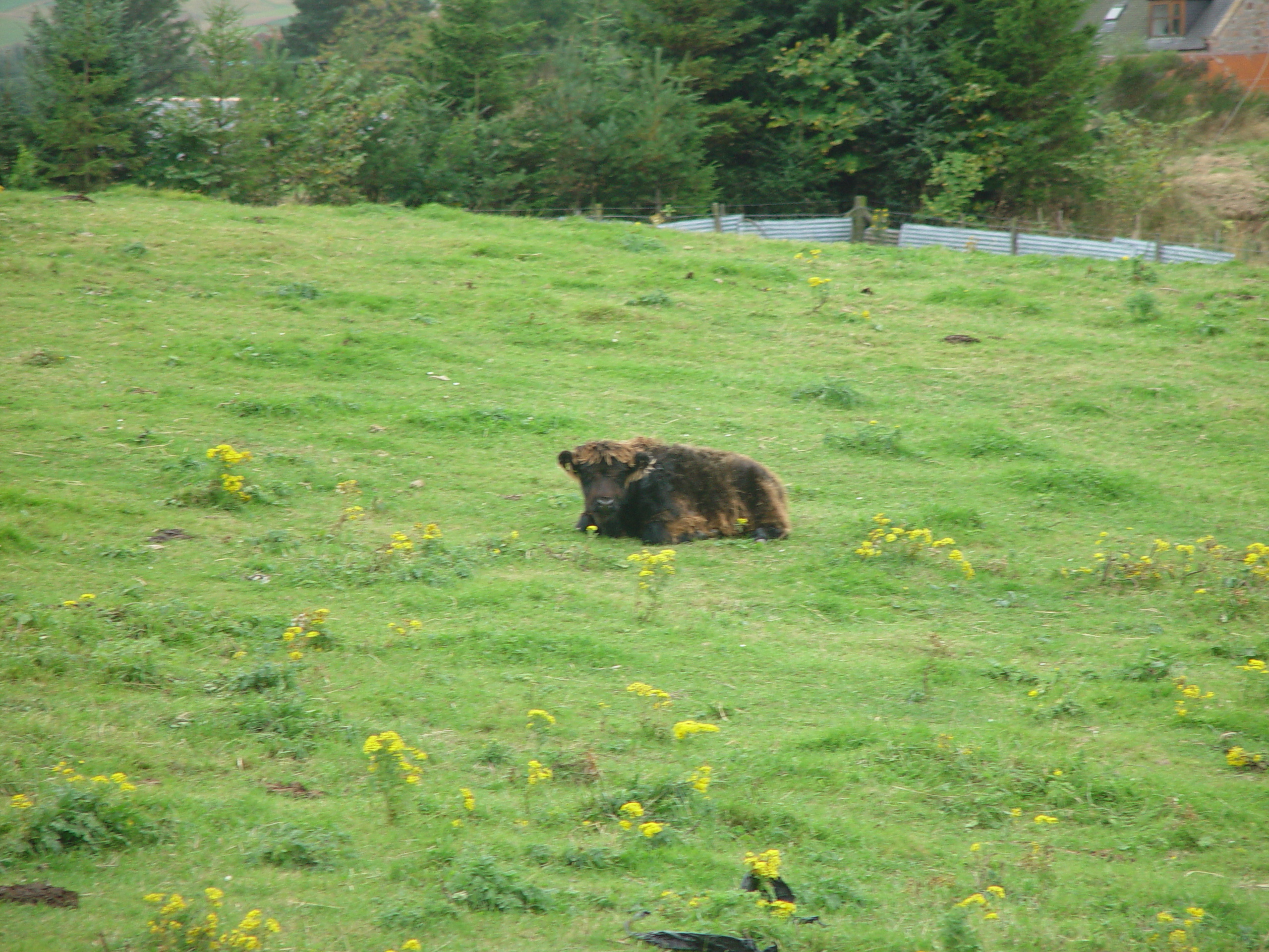 Europe Trip 2005 - Scotland Day 5 (Clunie Lodge (Braemar), Braemar Castle, Glenbuchat Castle, Scottish Highland Cows)