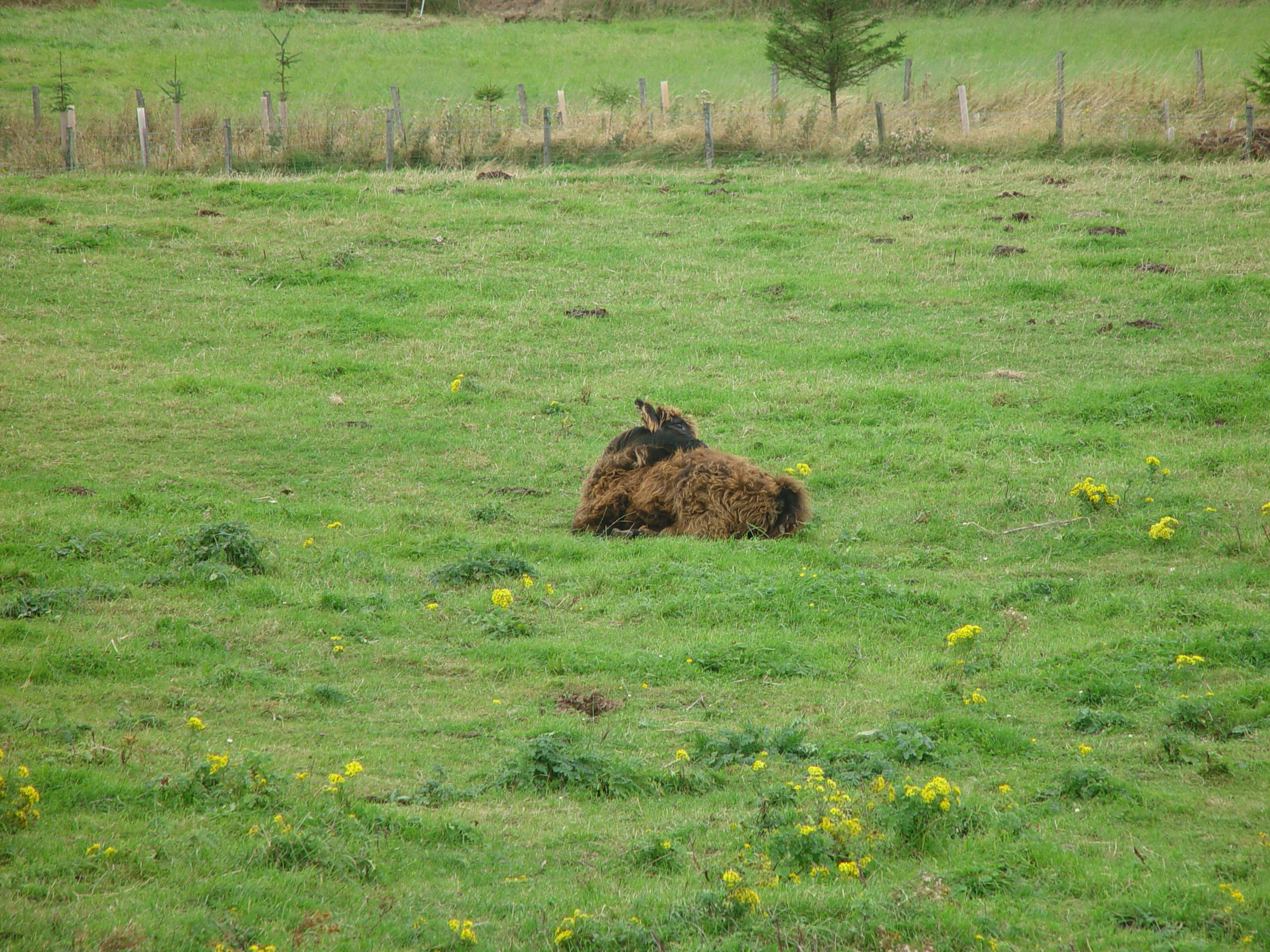 Europe Trip 2005 - Scotland Day 5 (Clunie Lodge (Braemar), Braemar Castle, Glenbuchat Castle, Scottish Highland Cows)