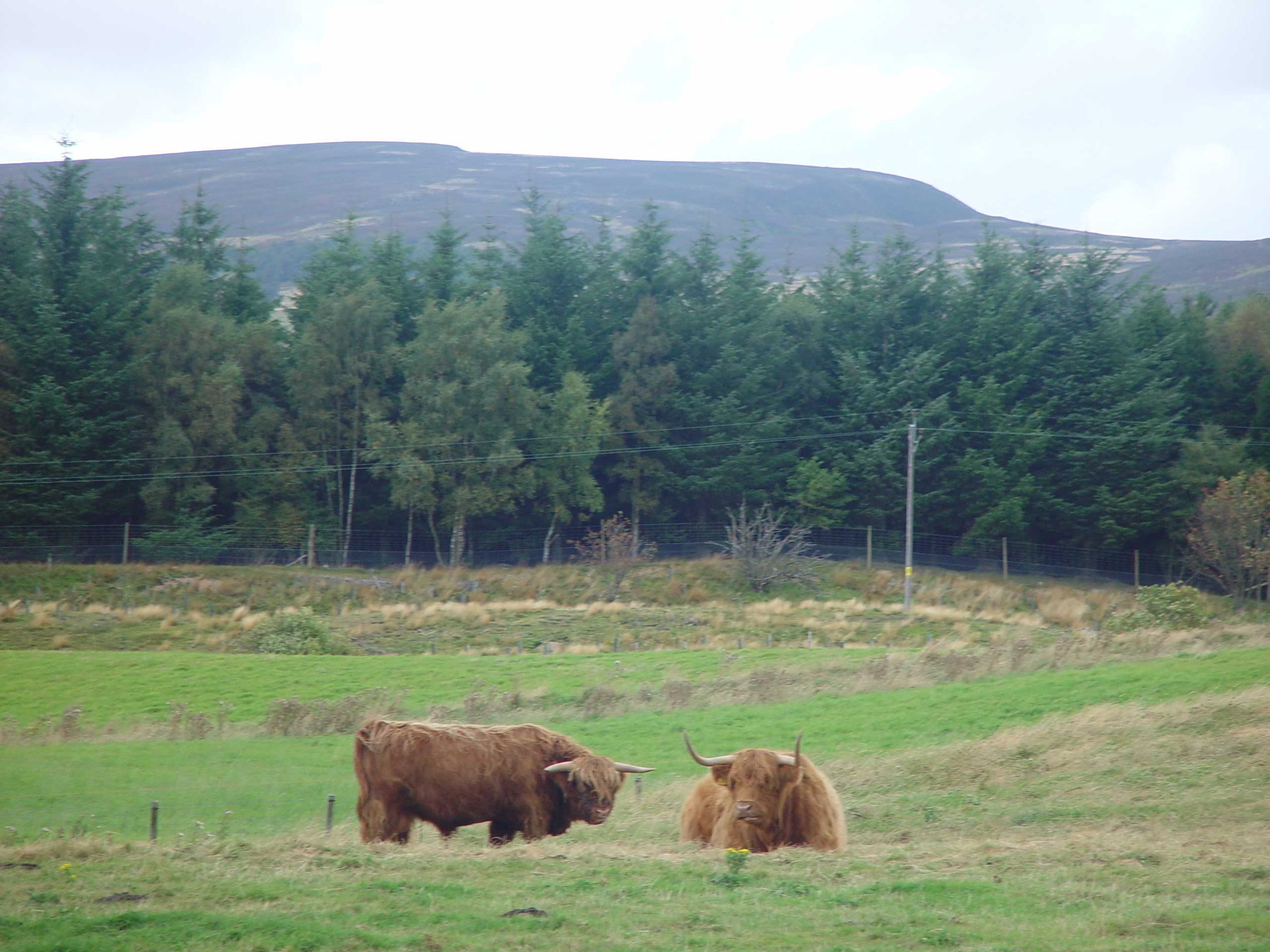 Europe Trip 2005 - Scotland Day 5 (Clunie Lodge (Braemar), Braemar Castle, Glenbuchat Castle, Scottish Highland Cows)