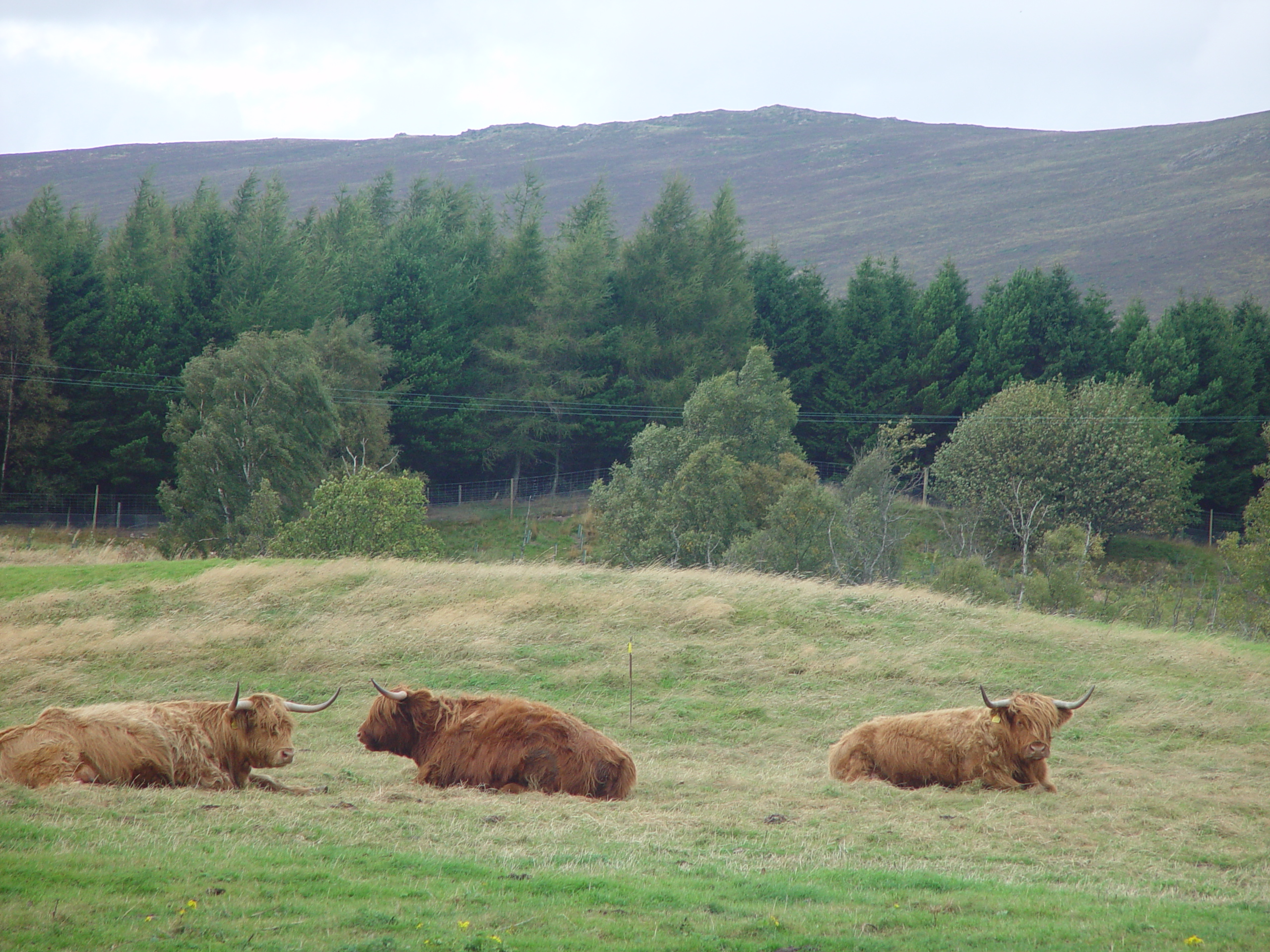 Europe Trip 2005 - Scotland Day 5 (Clunie Lodge (Braemar), Braemar Castle, Glenbuchat Castle, Scottish Highland Cows)