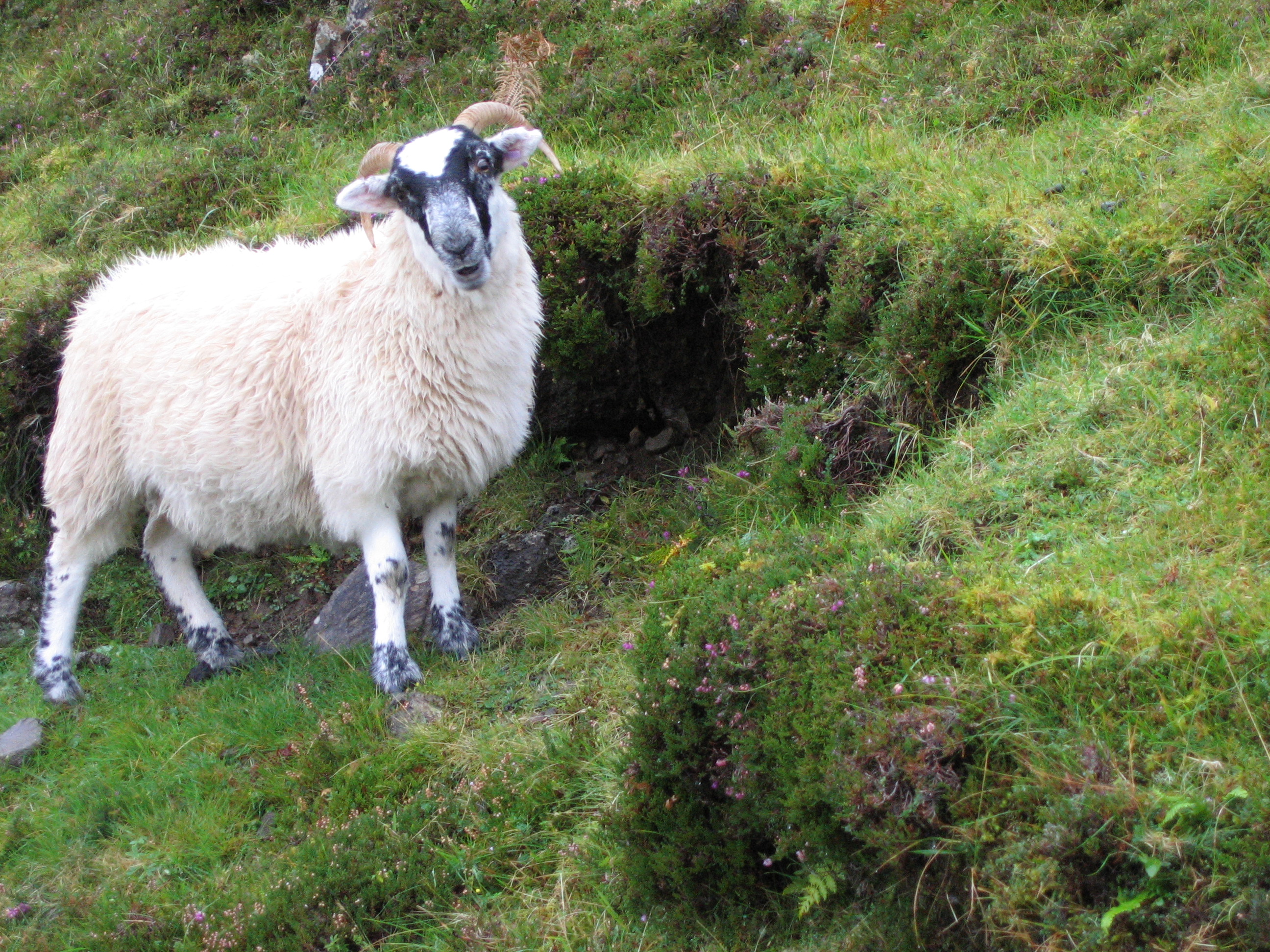 Europe Trip 2005 - Scotland Day 4 (The Isle of Skye: The Old Man of Storr, Kilt Rock, Uig)