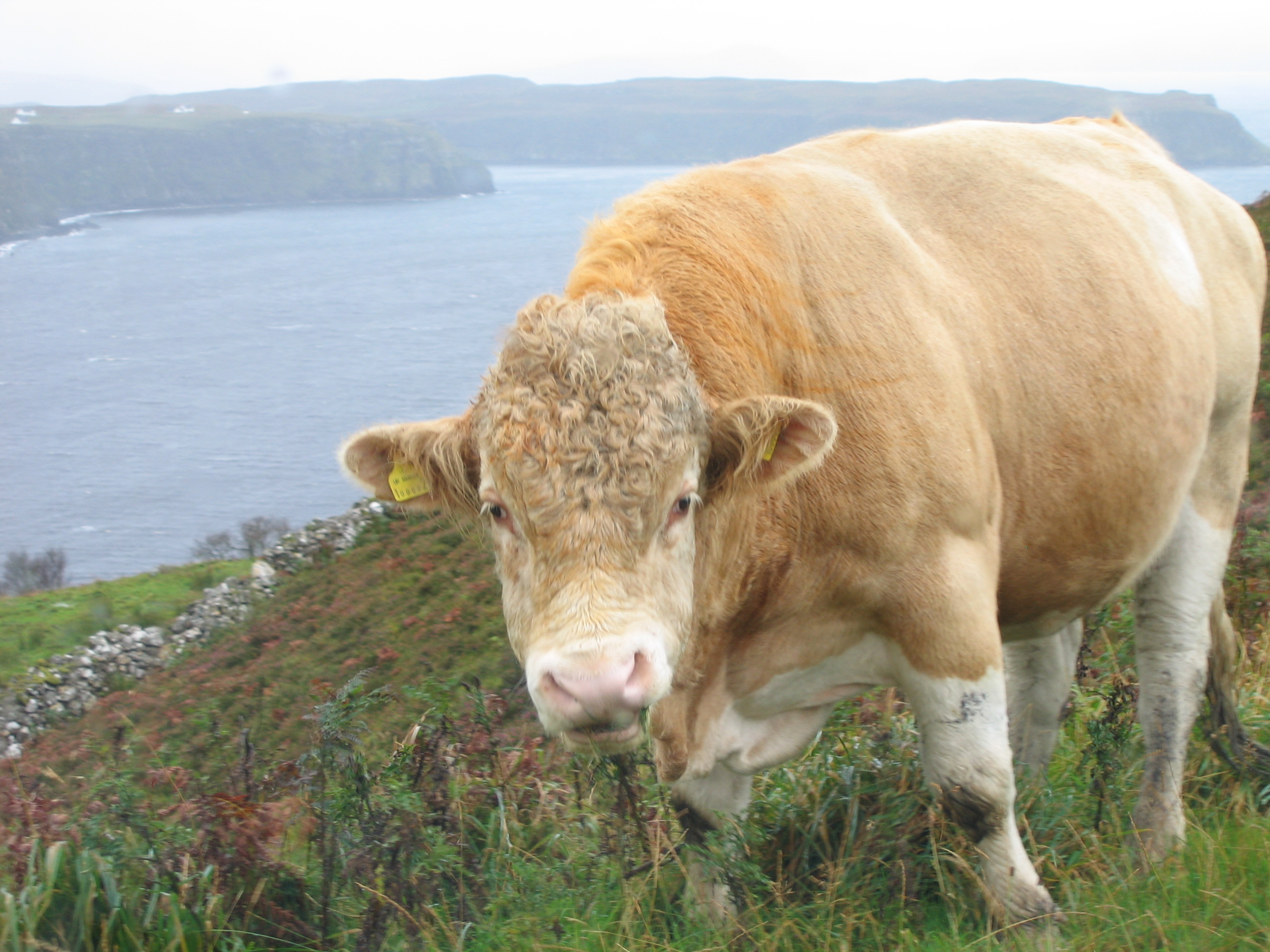 Europe Trip 2005 - Scotland Day 4 (The Isle of Skye: The Old Man of Storr, Kilt Rock, Uig)