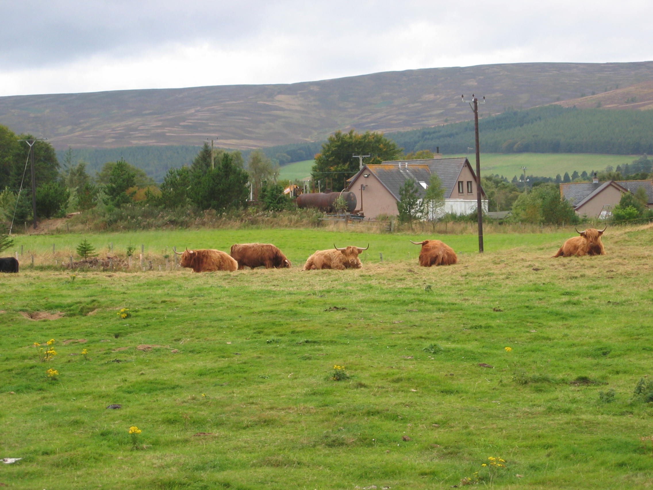 Europe Trip 2005 - Scotland Day 5 (Clunie Lodge (Braemar), Braemar Castle, Glenbuchat Castle, Scottish Highland Cows)