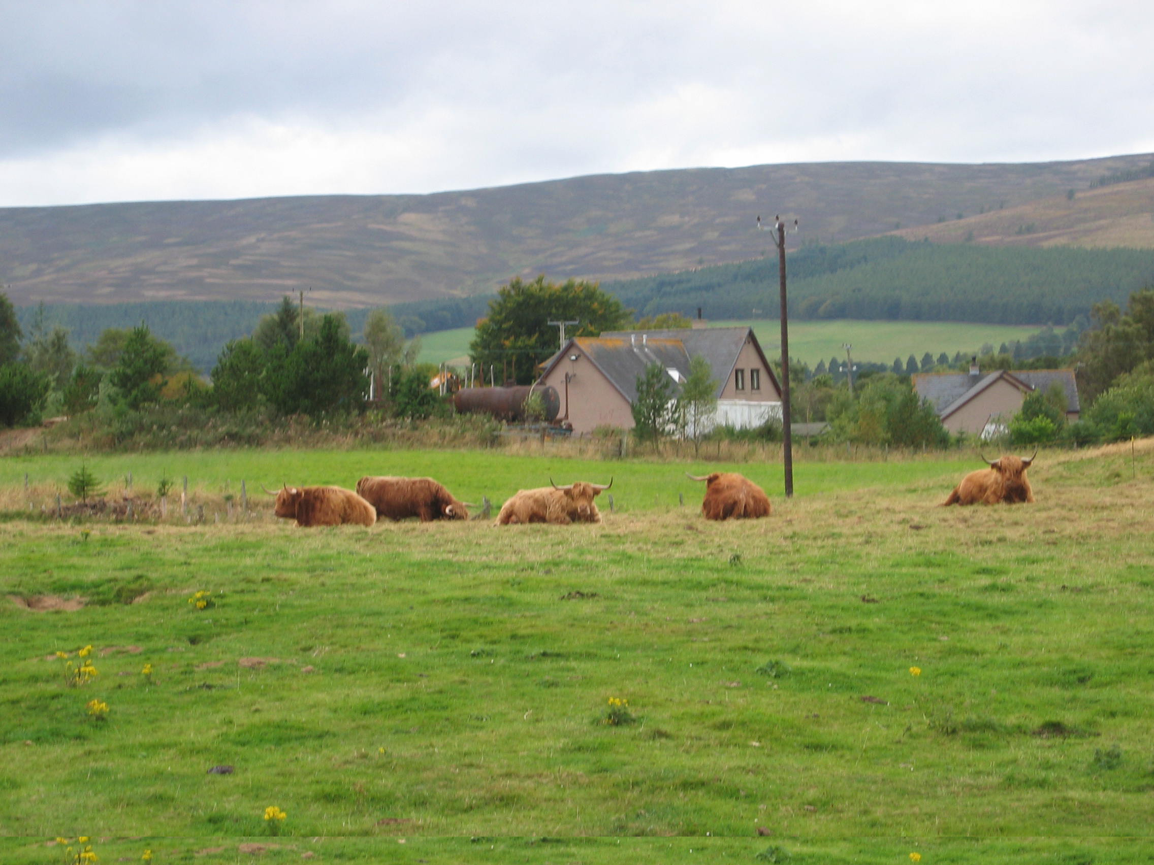 Europe Trip 2005 - Scotland Day 5 (Clunie Lodge (Braemar), Braemar Castle, Glenbuchat Castle, Scottish Highland Cows)