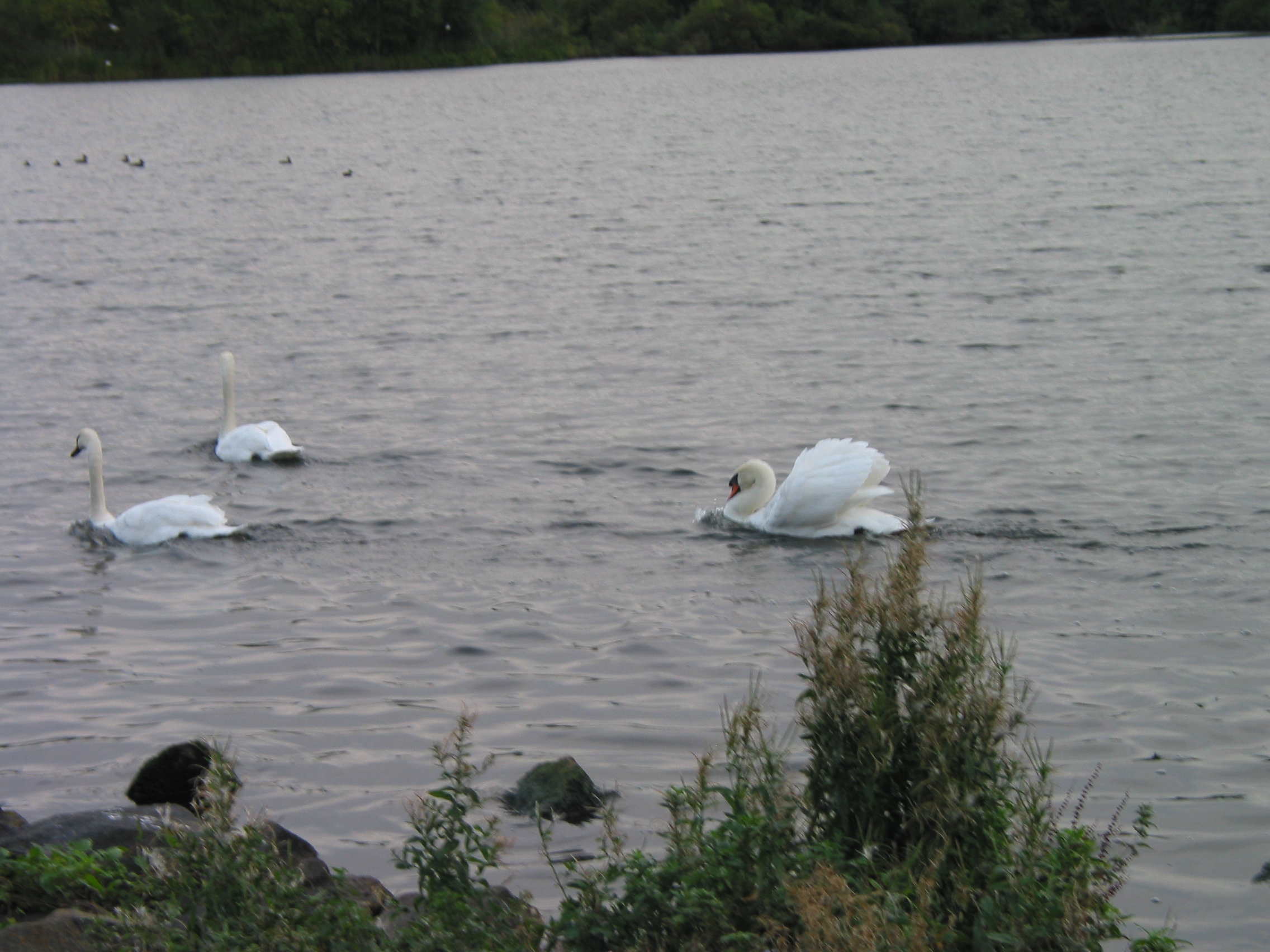 Europe Trip 2005 - Scotland Day 6 (Edinburgh: Duddingston Kirk (Whitfield Chapel), Duddingston Loch)