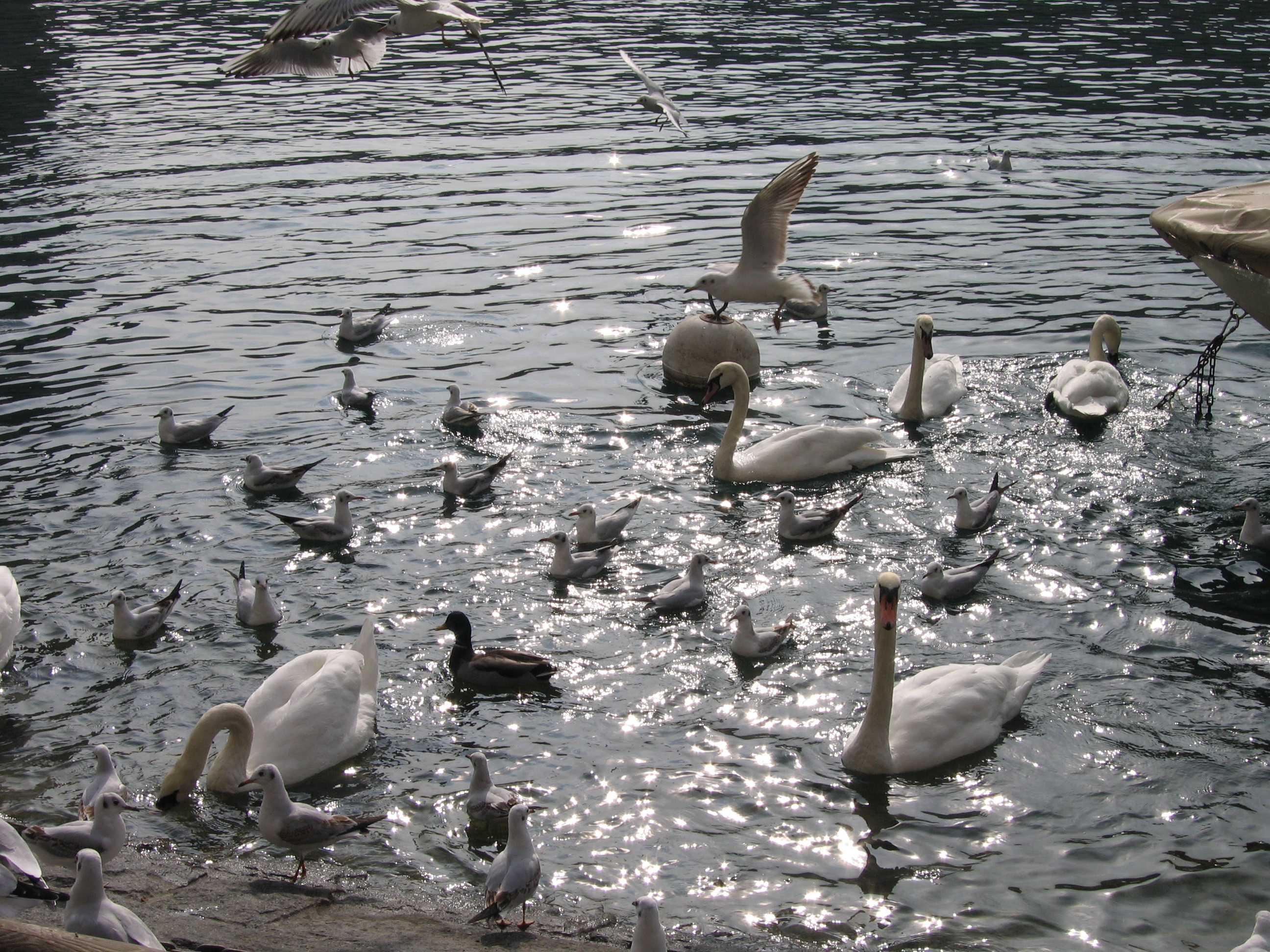 Europe Trip 2005 - Switzerland (Lucerne - The Chapel Bridge (Kapellbrucke) and Water Tower (Wasserturm), Feeding the Swans)