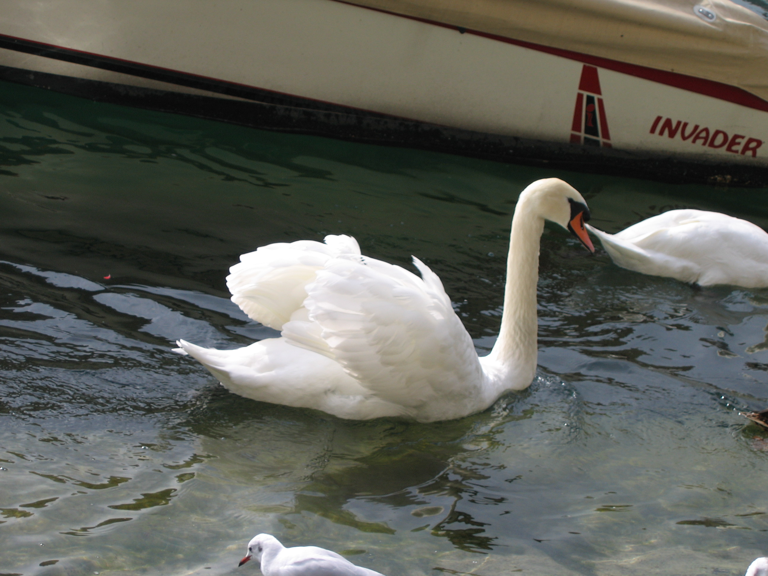 Europe Trip 2005 - Switzerland (Lucerne - The Chapel Bridge (Kapellbrucke) and Water Tower (Wasserturm), Feeding the Swans)