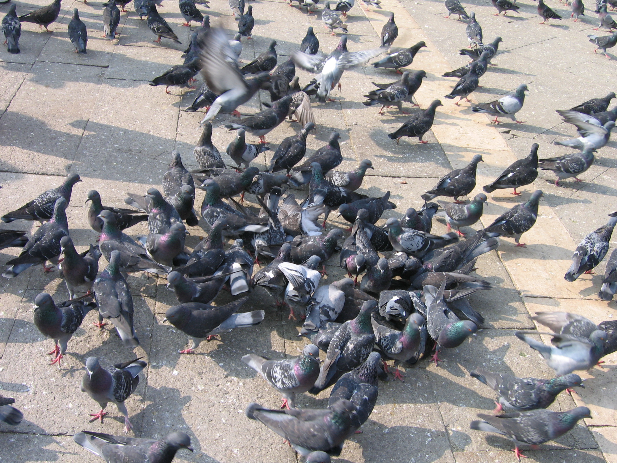 Europe Trip 2005 - Italy (Venice - Pigeons, St Mark's Basilica / Square / Clocktower, Gondola Ride, Gelato)
