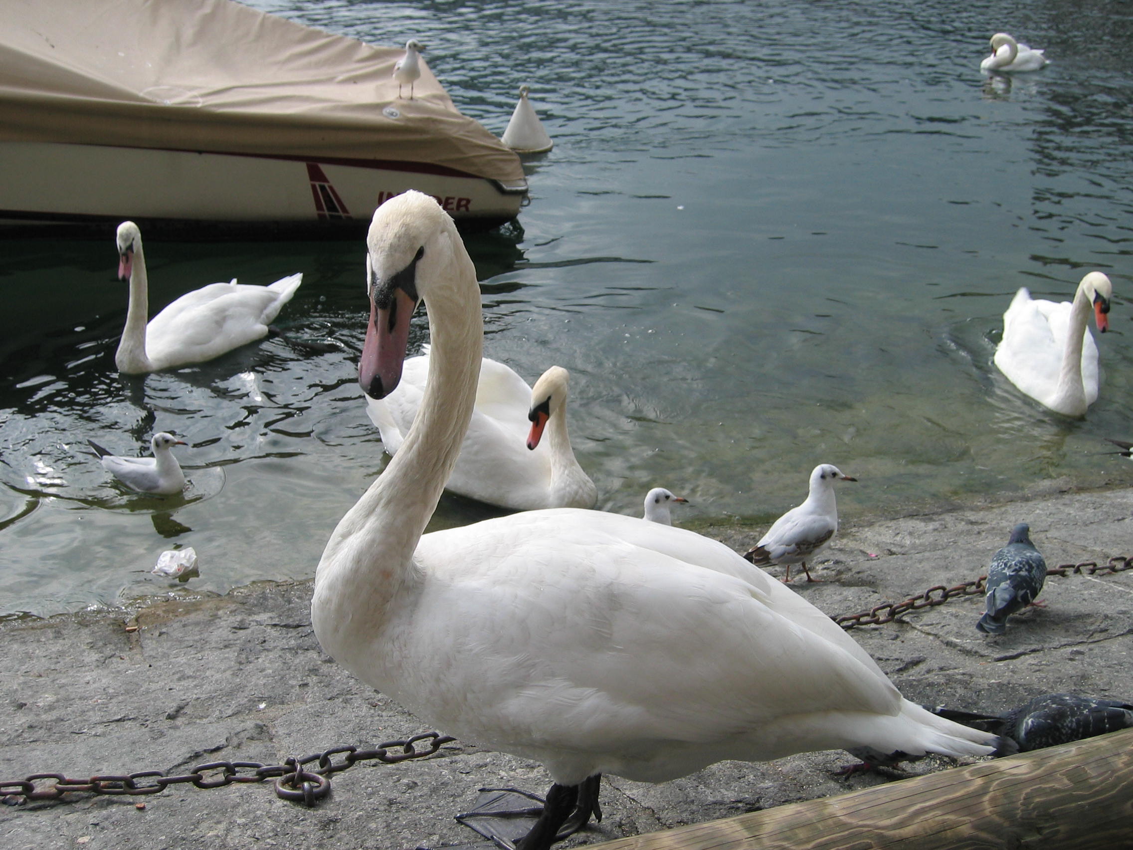 Europe Trip 2005 - Switzerland (Lucerne - The Chapel Bridge (Kapellbrucke) and Water Tower (Wasserturm), Feeding the Swans)