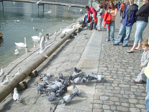 Europe Trip 2005 - Switzerland (Lucerne - The Chapel Bridge (Kapellbrucke) and Water Tower (Wasserturm), Feeding the Swans)