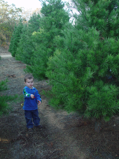 Christmas Tree Hunting (Elgin Christmas Tree Farm)