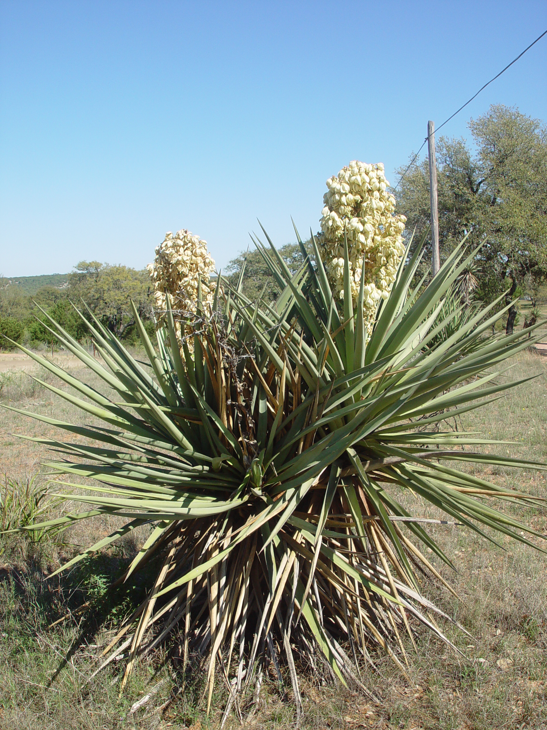 Bluebonnets, Climbing Enchanted Rock, Cooper's Old Time Pit Bar-B-Que (Home of the Big Chop)