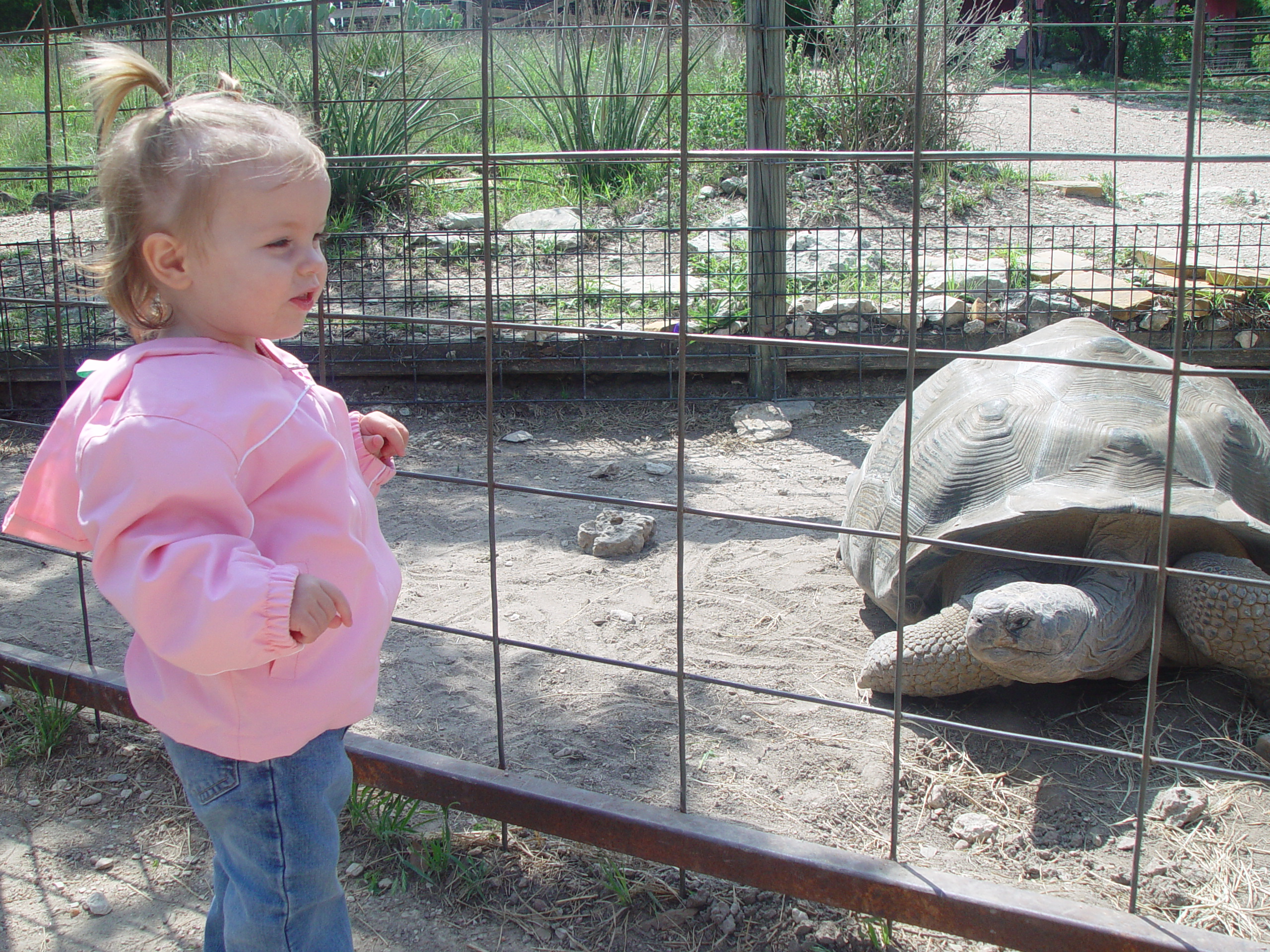 Texas Hailstorm, Playgroup at the Austin Zoo, Jen's Birthday