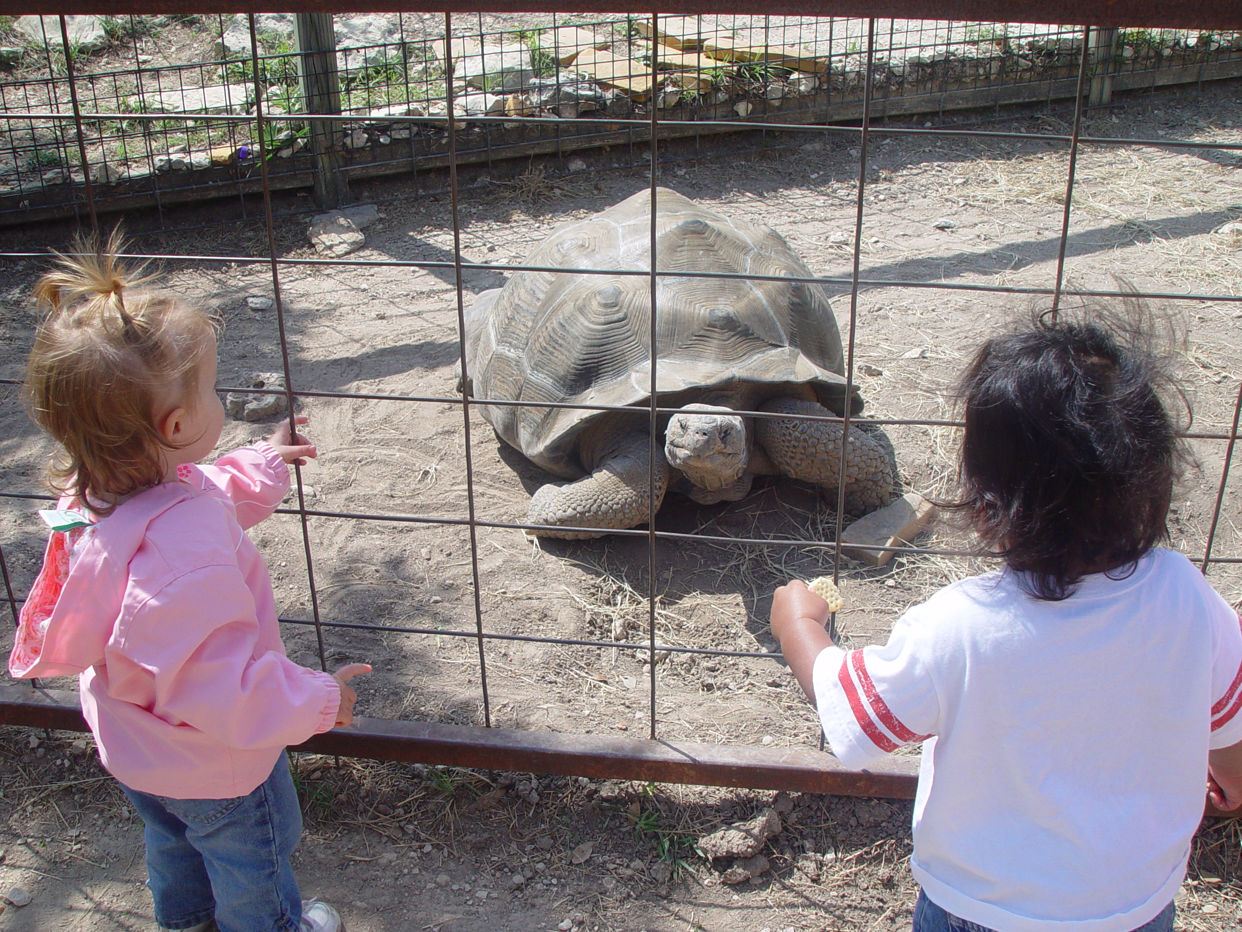 Texas Hailstorm, Playgroup at the Austin Zoo, Jen's Birthday