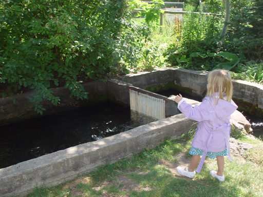 The Red Iguana (Salt Lake City, Utah), Trout Fishing with Mason and Sydney (Pleasant View, Utah), Making Jam